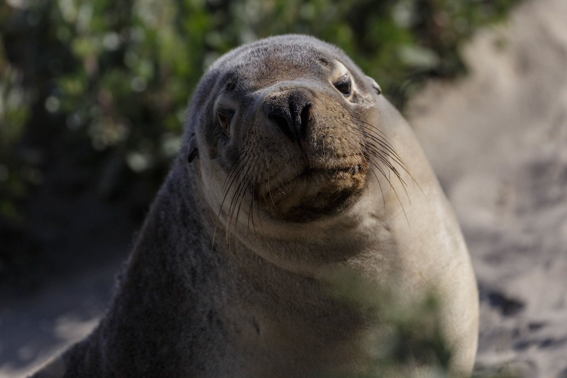 Australian Sea Lion at Seal Bay on Kangaroo Island, Australia