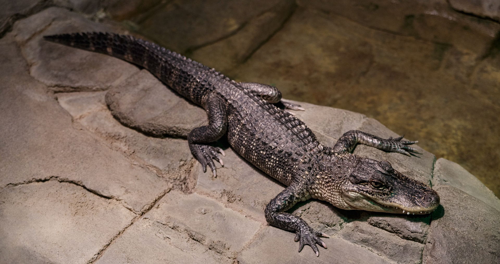 American Alligator at National Zoo &amp; Aquarium in Canberra, Australia