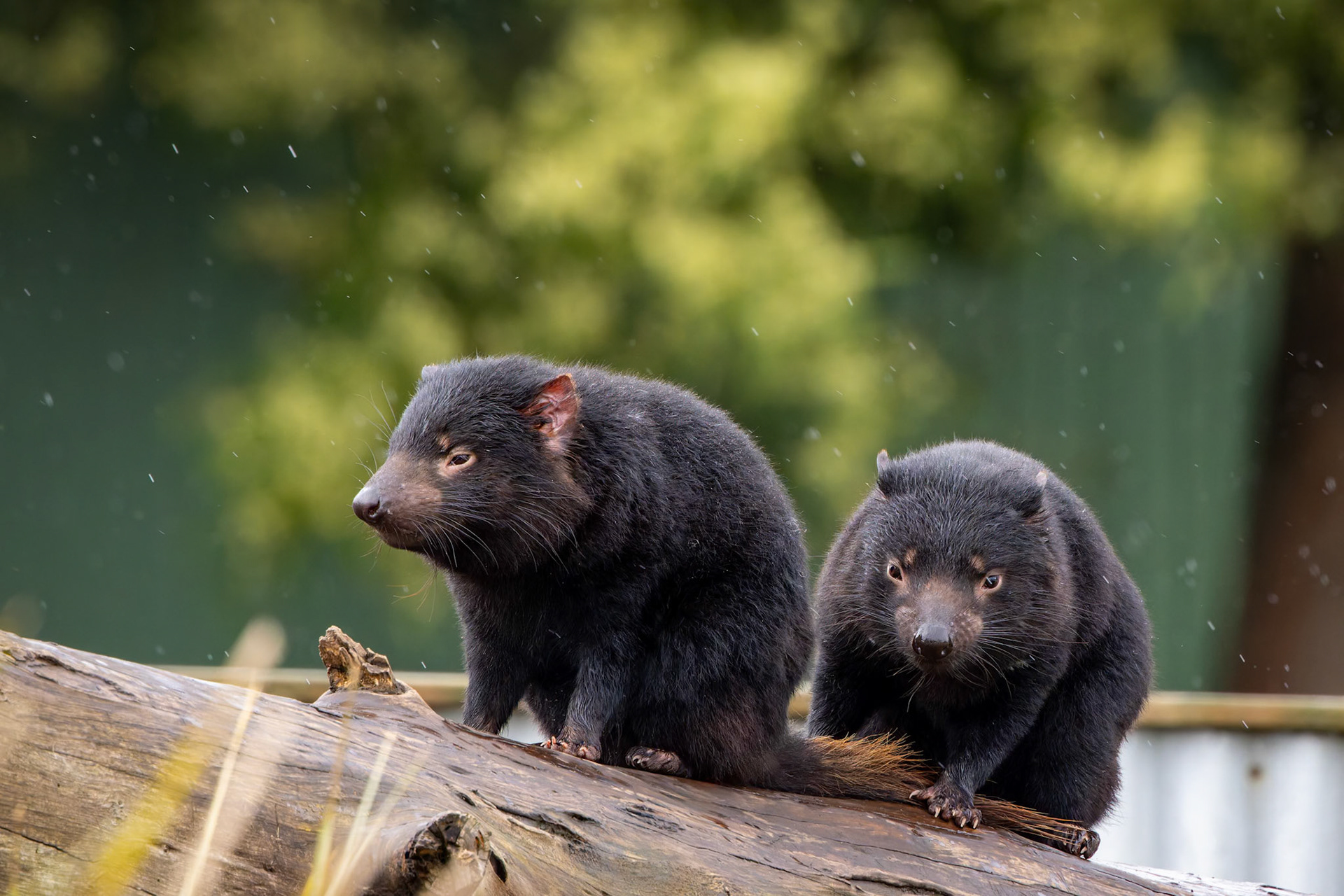 Tasmanian Devil at the Tasmanian Zoo outside of Launceston in Tasmania, Australia