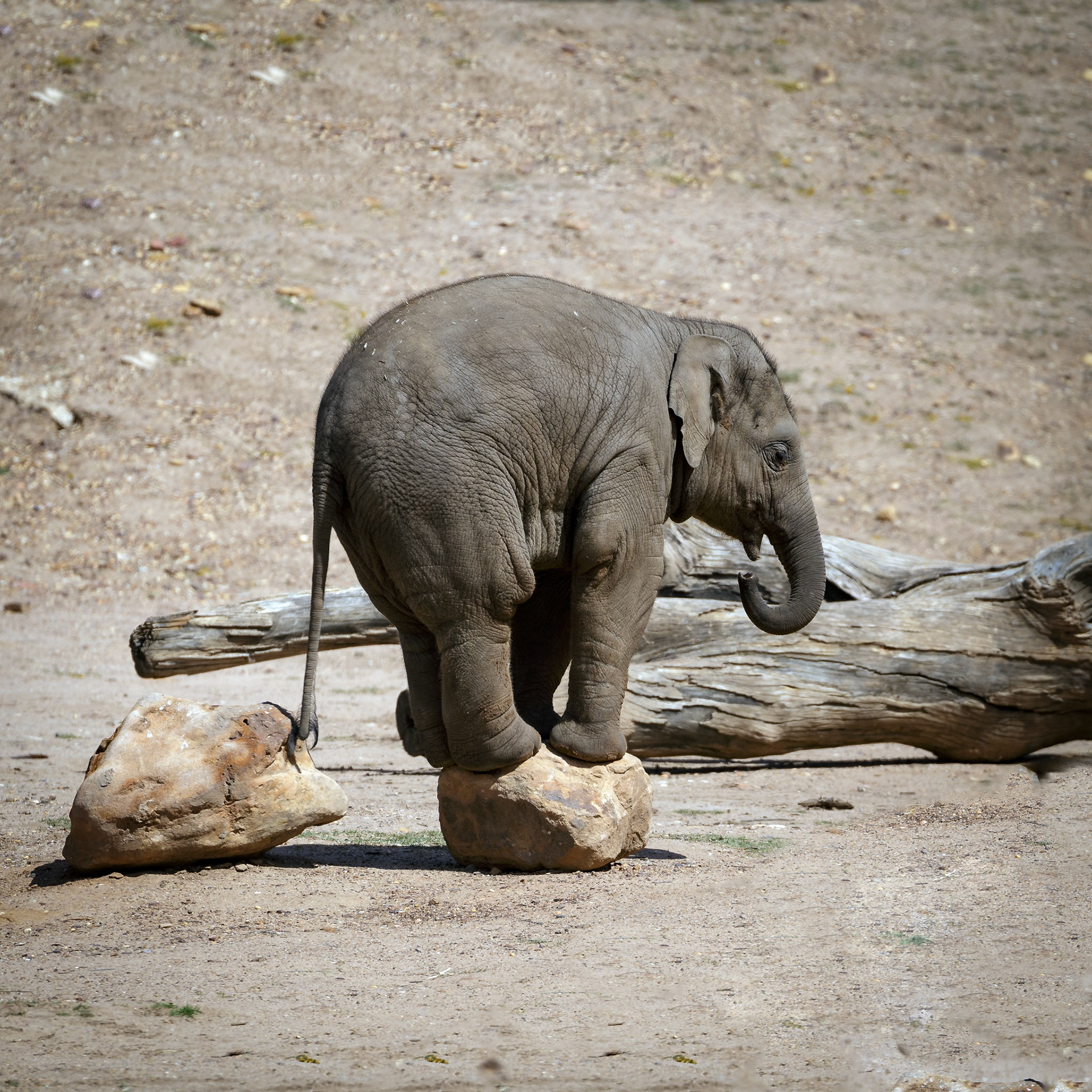 Baby Asian Elephant at Dubbo Zoo in Dubbo, Australia