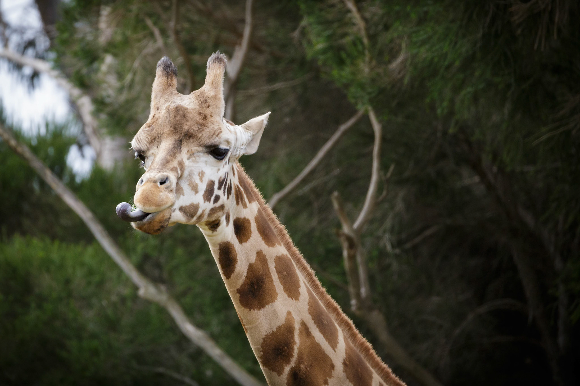 Giraffe poking out tongue at Werribee Open Range Zoo in Werribee South in Victoria, Australia
