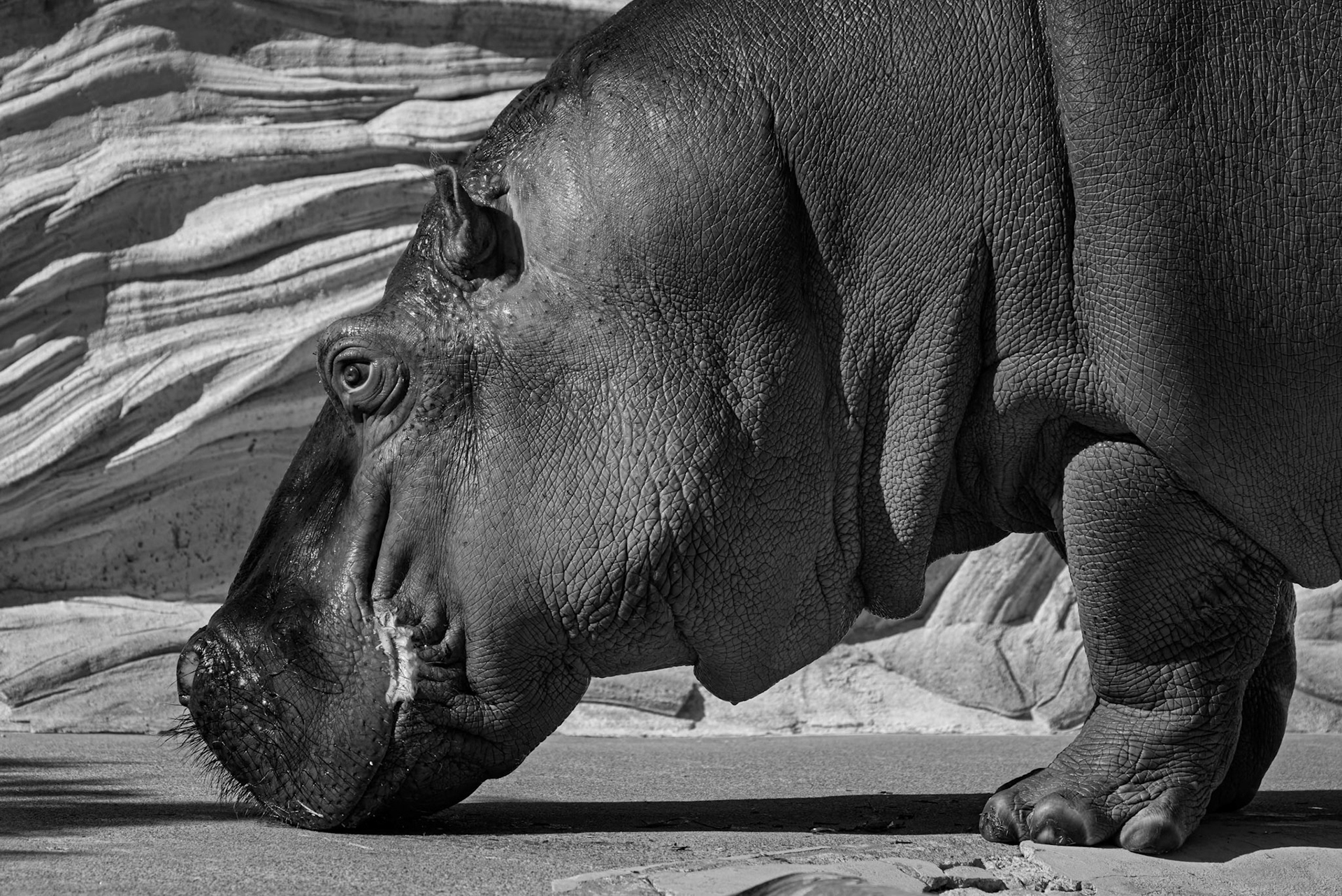 Hippopotamus at Ueno Zoological Gardens in Tokyo, Japan