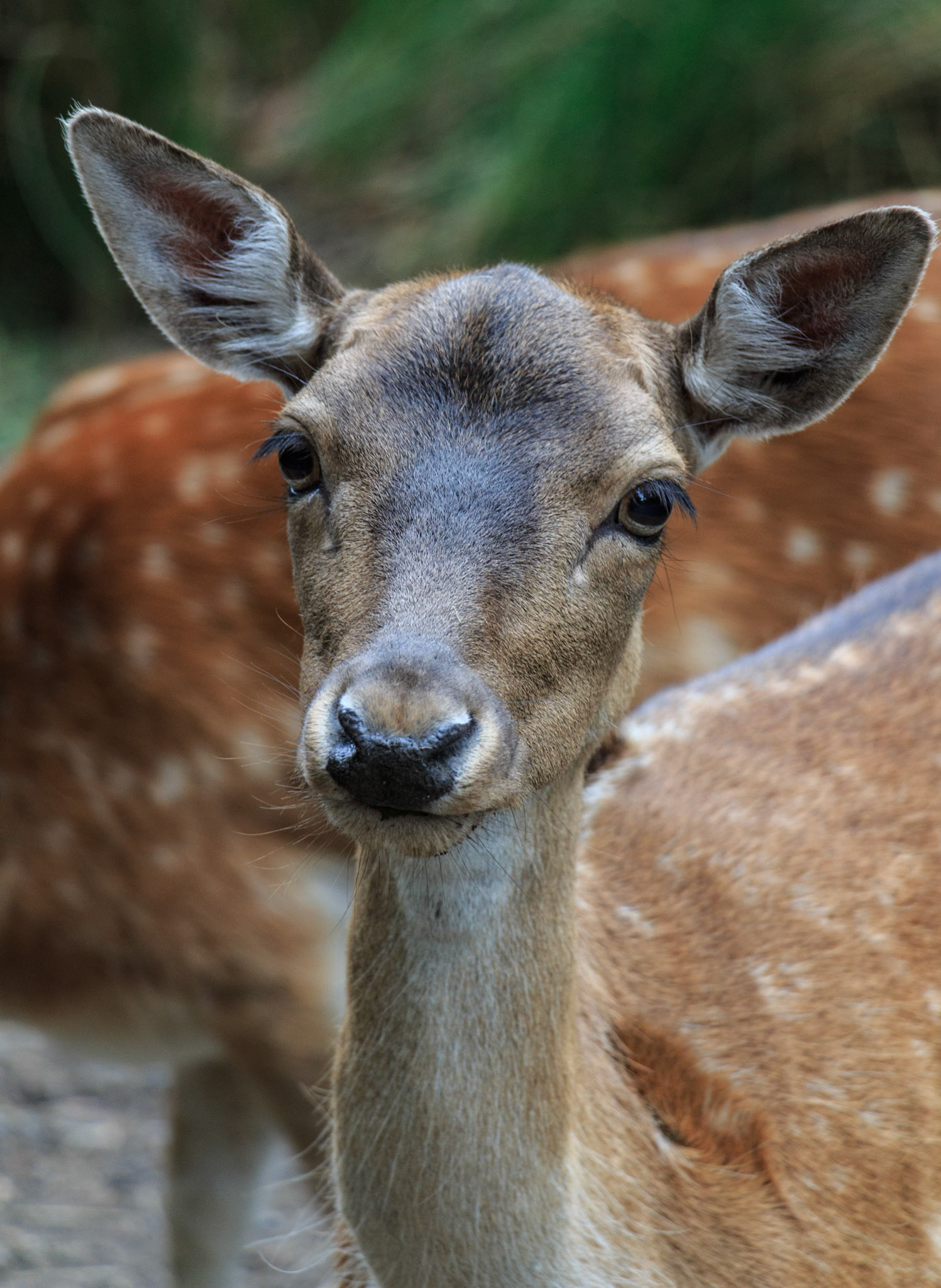 Fallow Deer at the Willowbank Wildlife Park, Christchurch, New Zealand