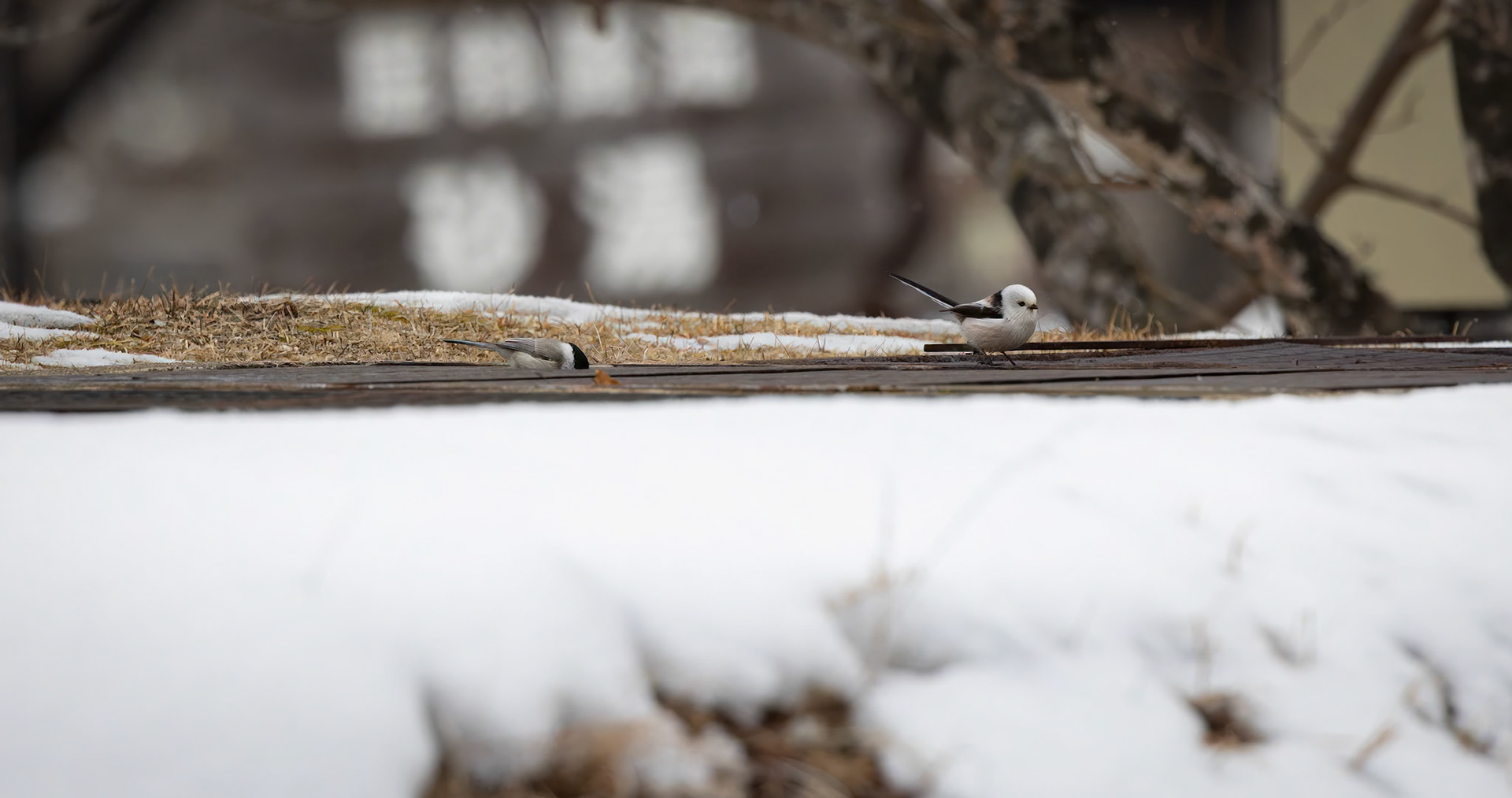 A pair of Long Tailed Tits at the Lake Kussharo in Akan National Park, on the island of Hokkaido, Japan