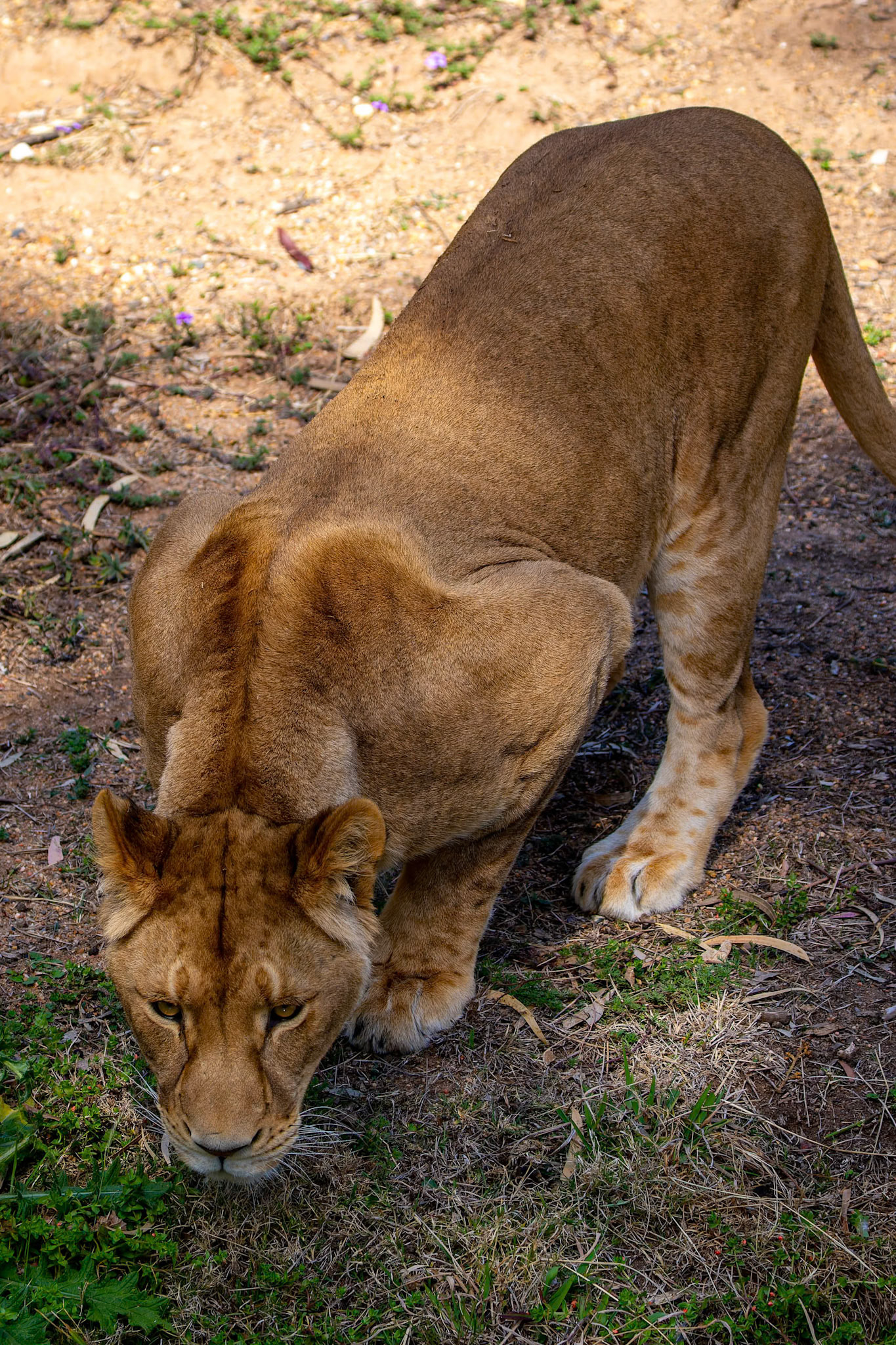 African Lion at Dubbo Zoo in Dubbo, Australia