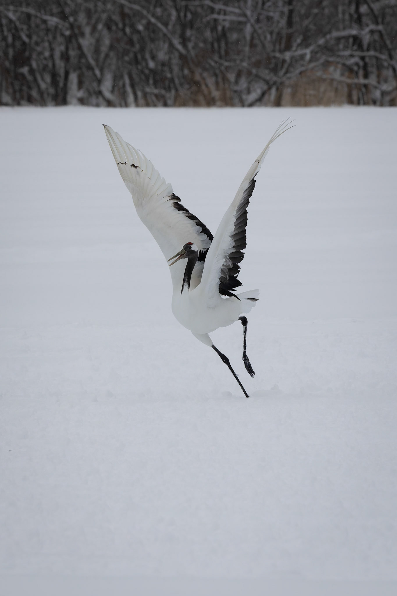 Red-Crowned Crane at the Akan International Crane Center in Kushiro on the island of Hokkaido, Japan