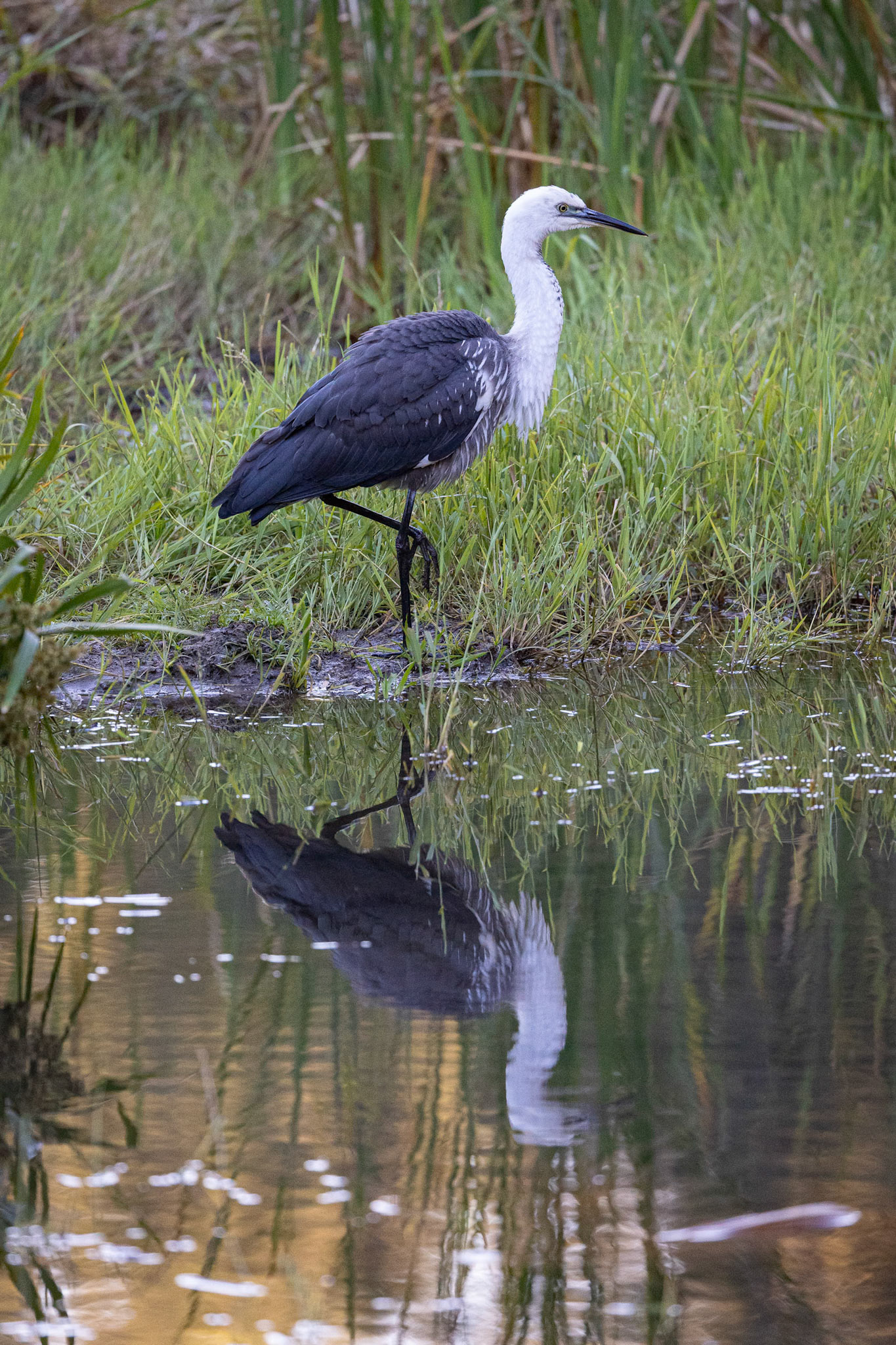 White Necked Heron at the Takarakka Bush Resort's Beach location in Carnarvon Gorge National Park, Australia
