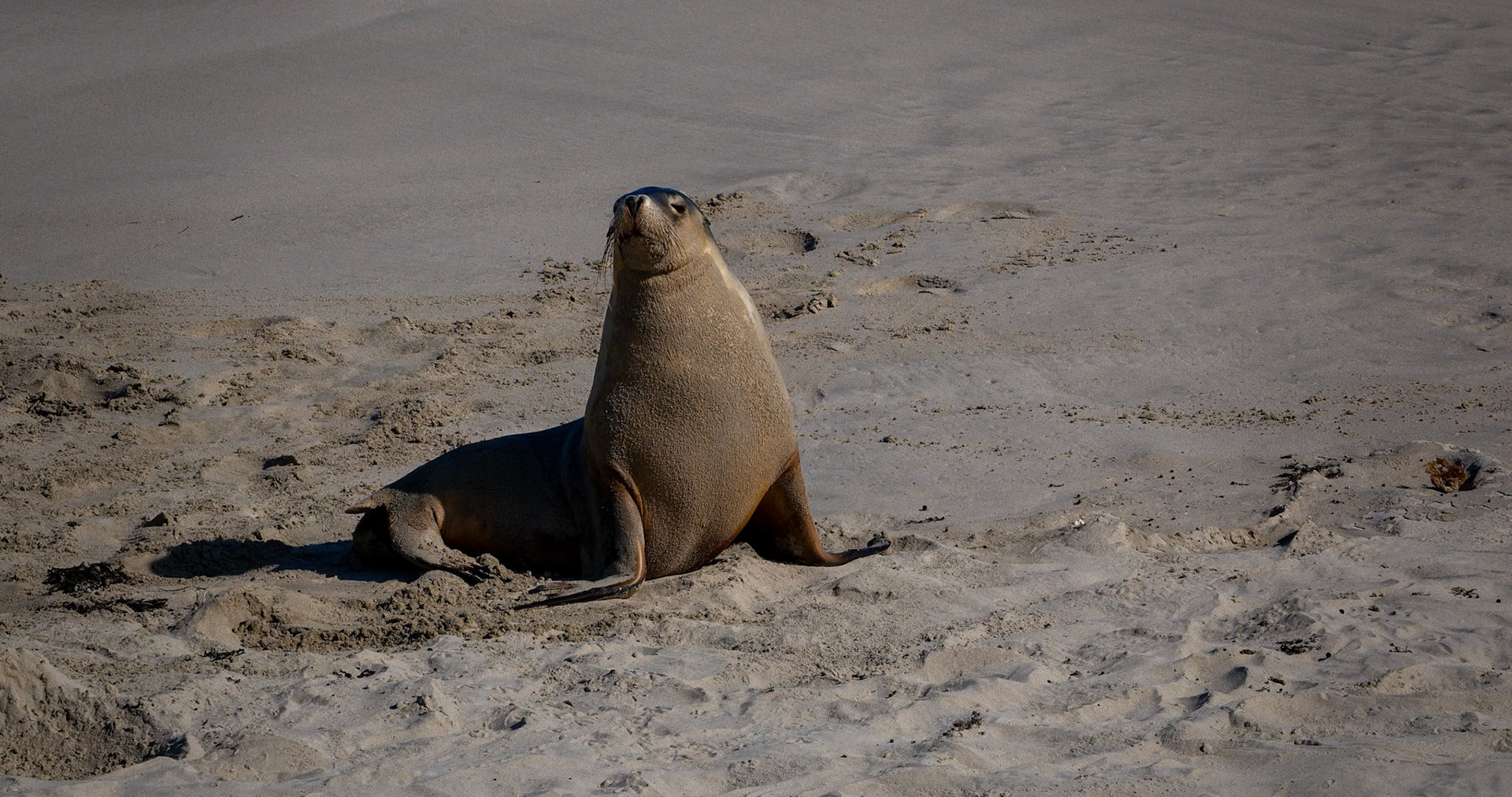 Australian Sea Lion at Seal Bay on Kangaroo Island, Australia
