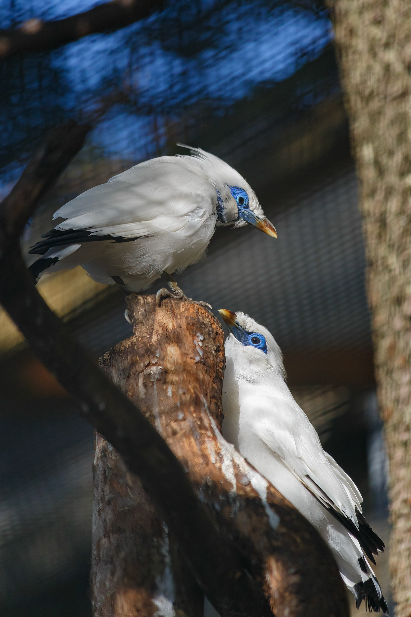 Bali Starling at the Edinburgh Zoo, Scotland