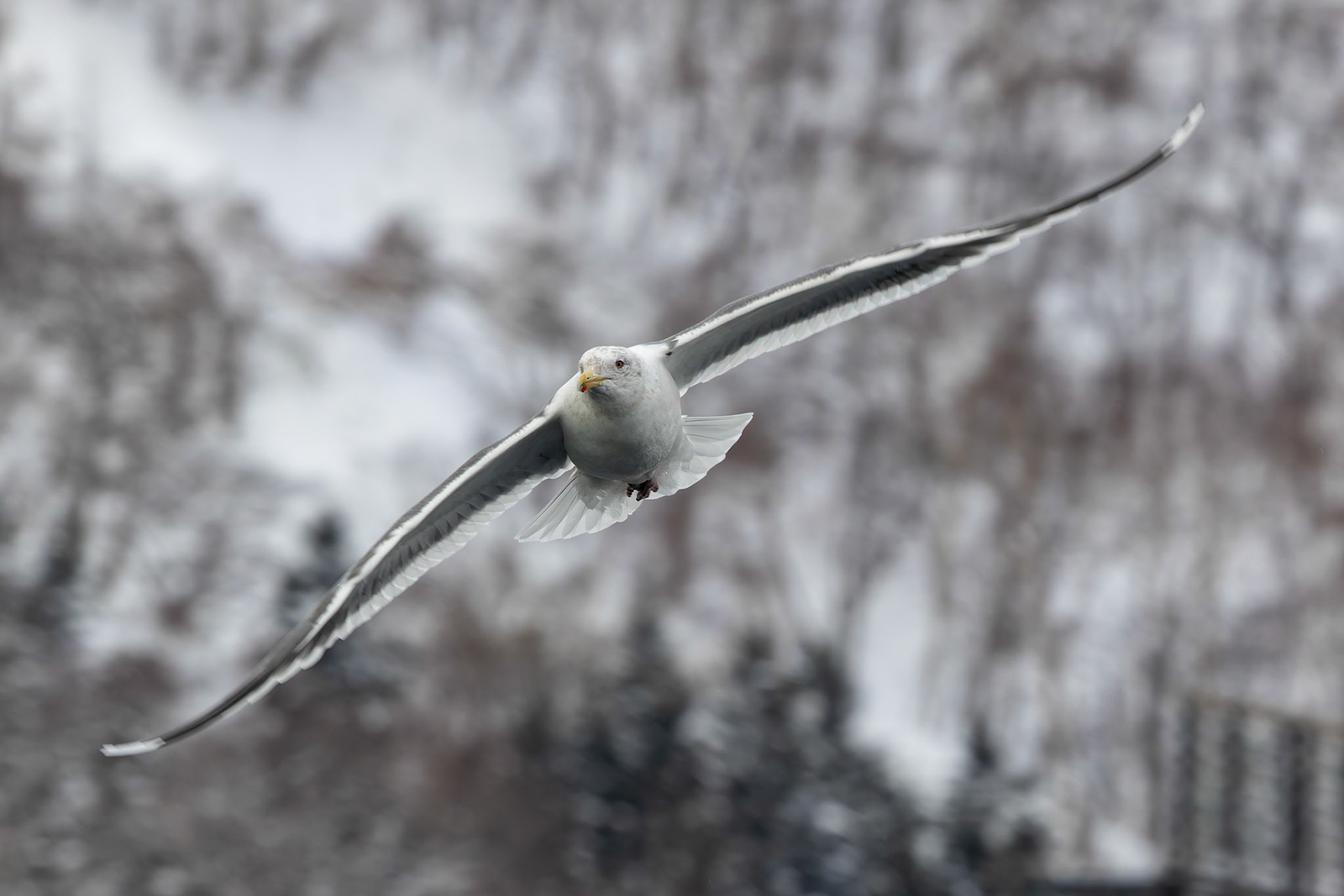 Black-tailed Gull at Rausu Fishing Port on the Island of Hokkaido, Japan