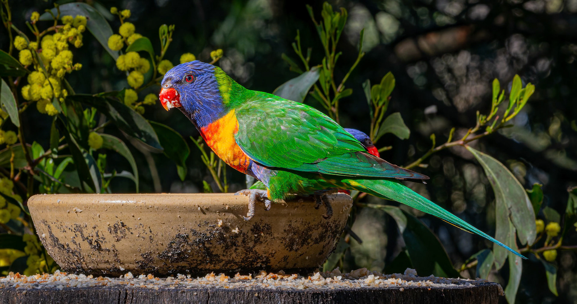 Rainbow Lorikeet at the Gorge Wildlife Park, South Australia, Australia