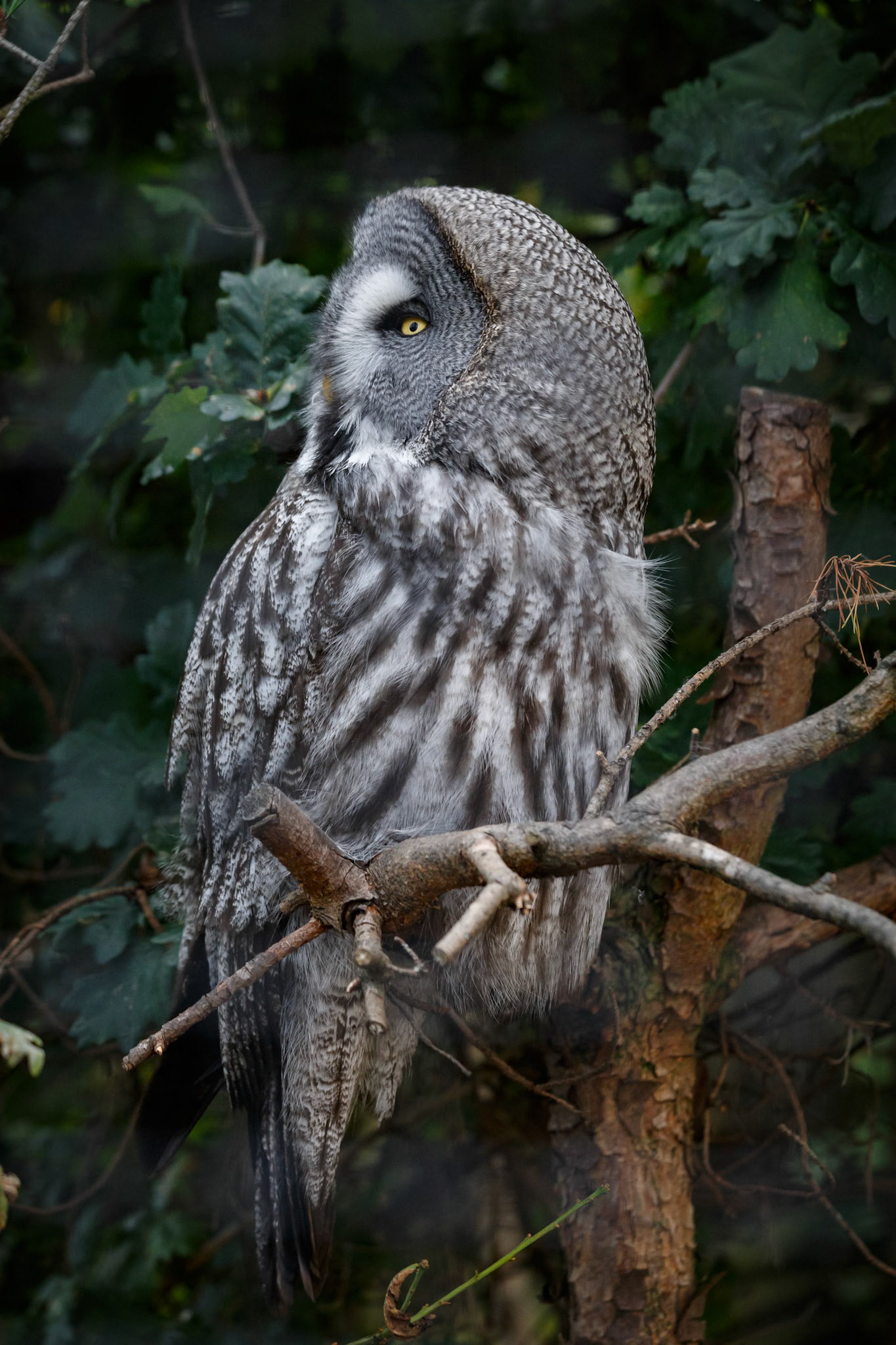 Great Grey Owl at the Chester Zoo, England