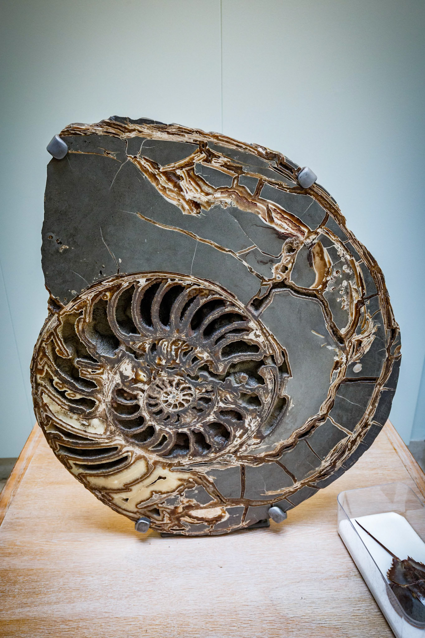Inside the Natural History Museum in London, England