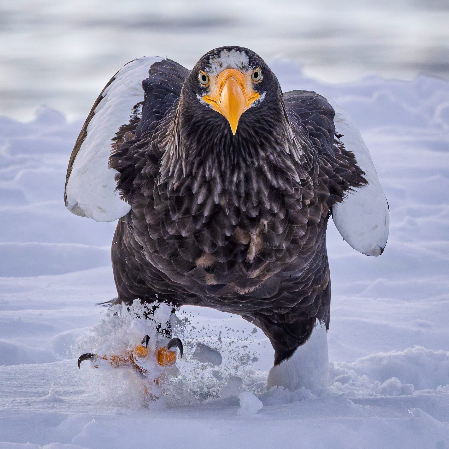 Stella Eagle searching for breakfast at Rausu Fishing Port on the Island of Hokkaido, Japan