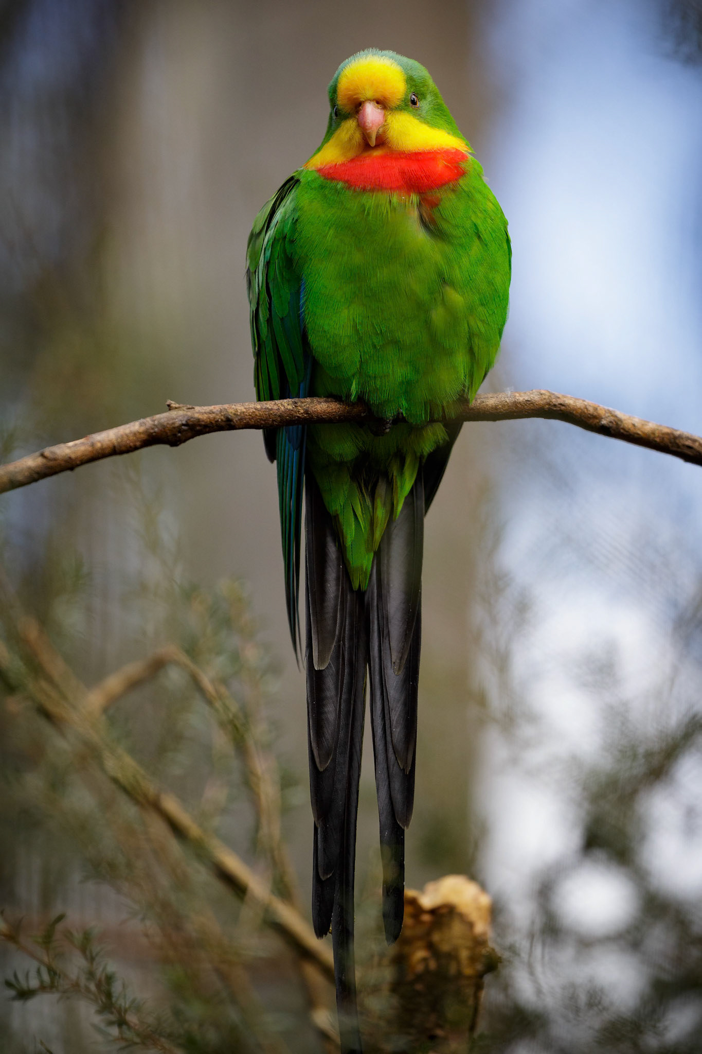 Male Superb Parrot at Healesville Sanctuary in Healesville, Australia