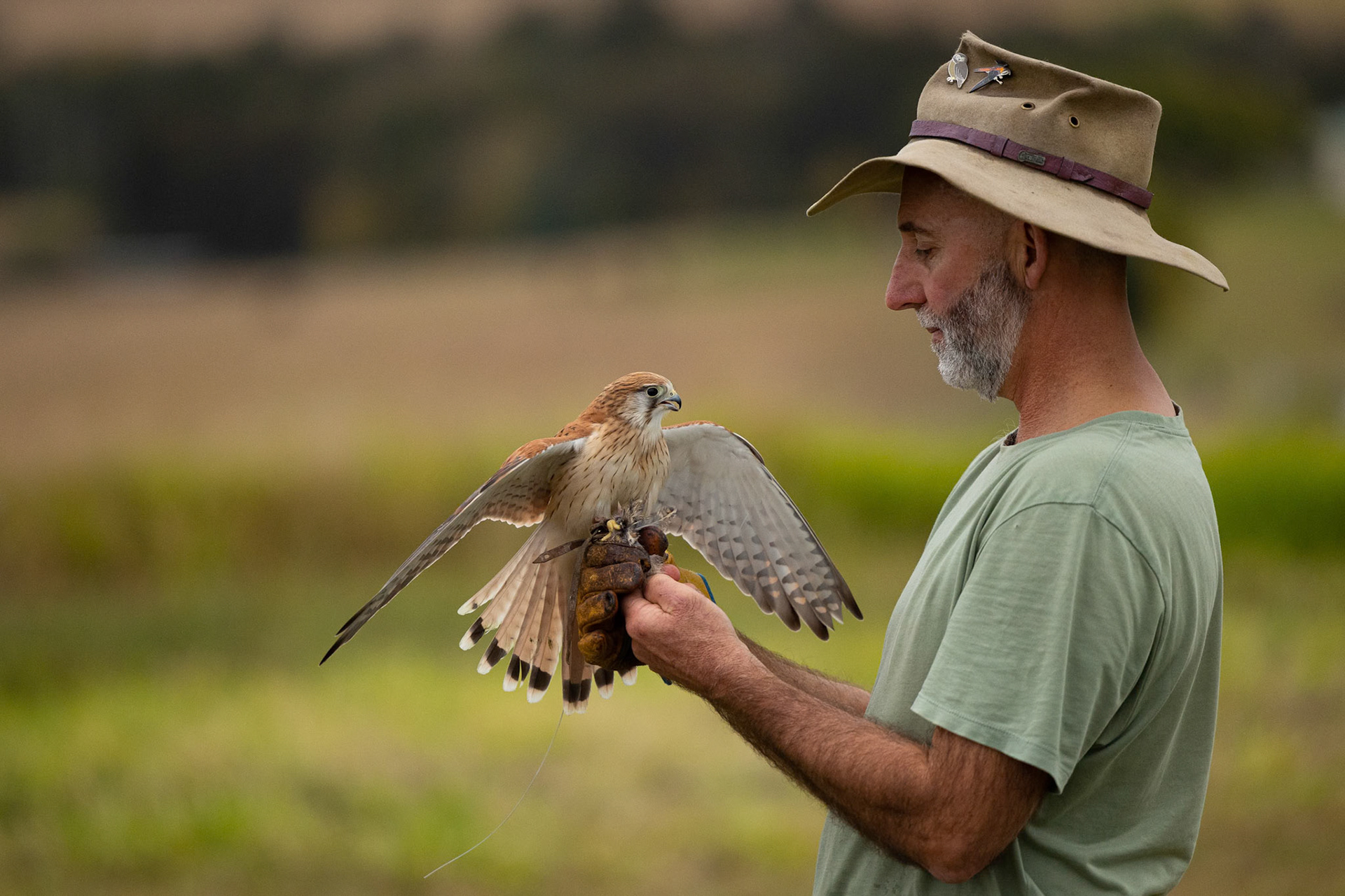 Abby the Nankeen Kestrel and Mark at Biddaddaba during the Photographers Collective Birds of Prey Event, Australia