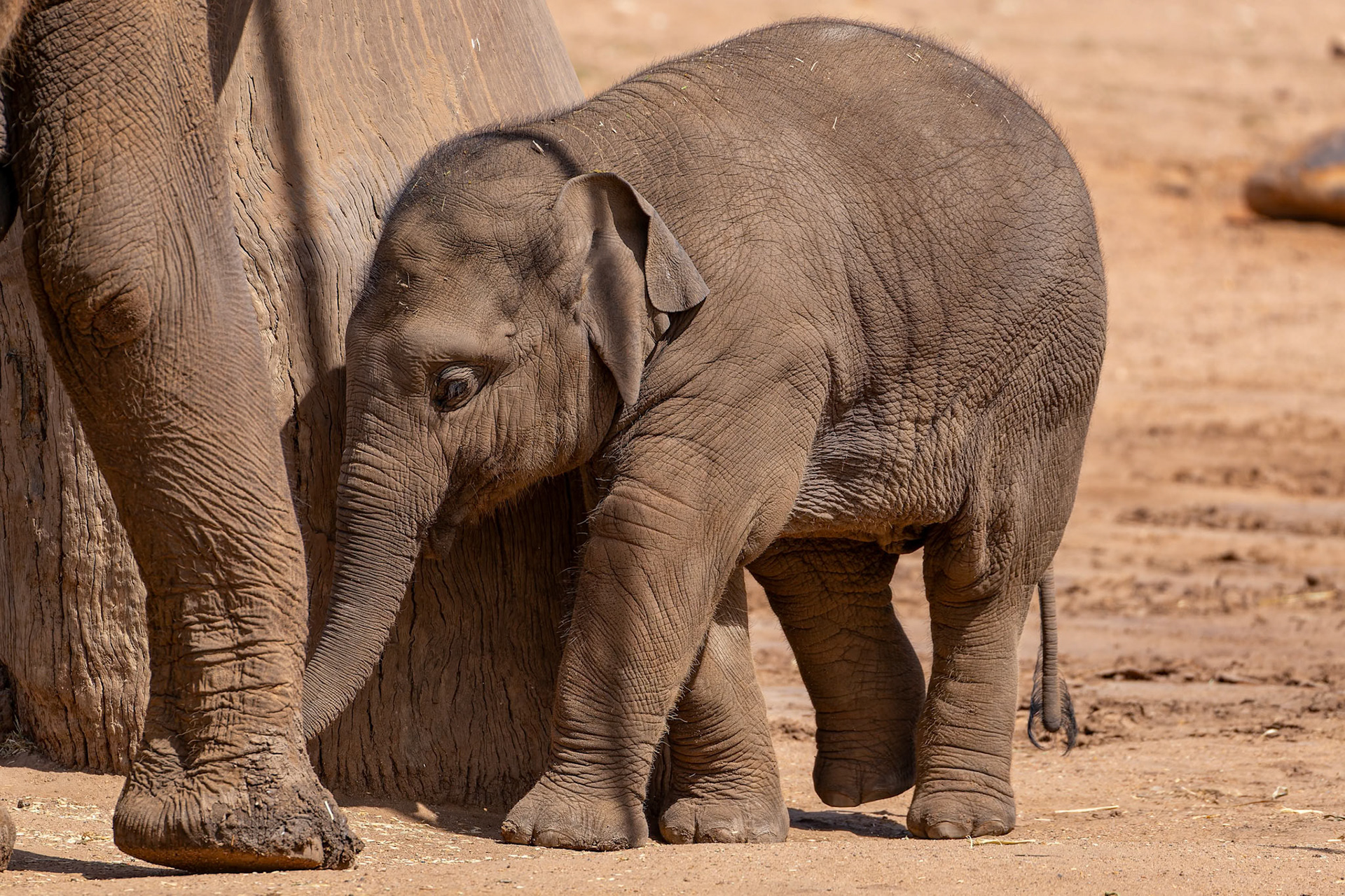 Mum and Baby Asian Elephant at Dubbo Zoo in Dubbo, Australia