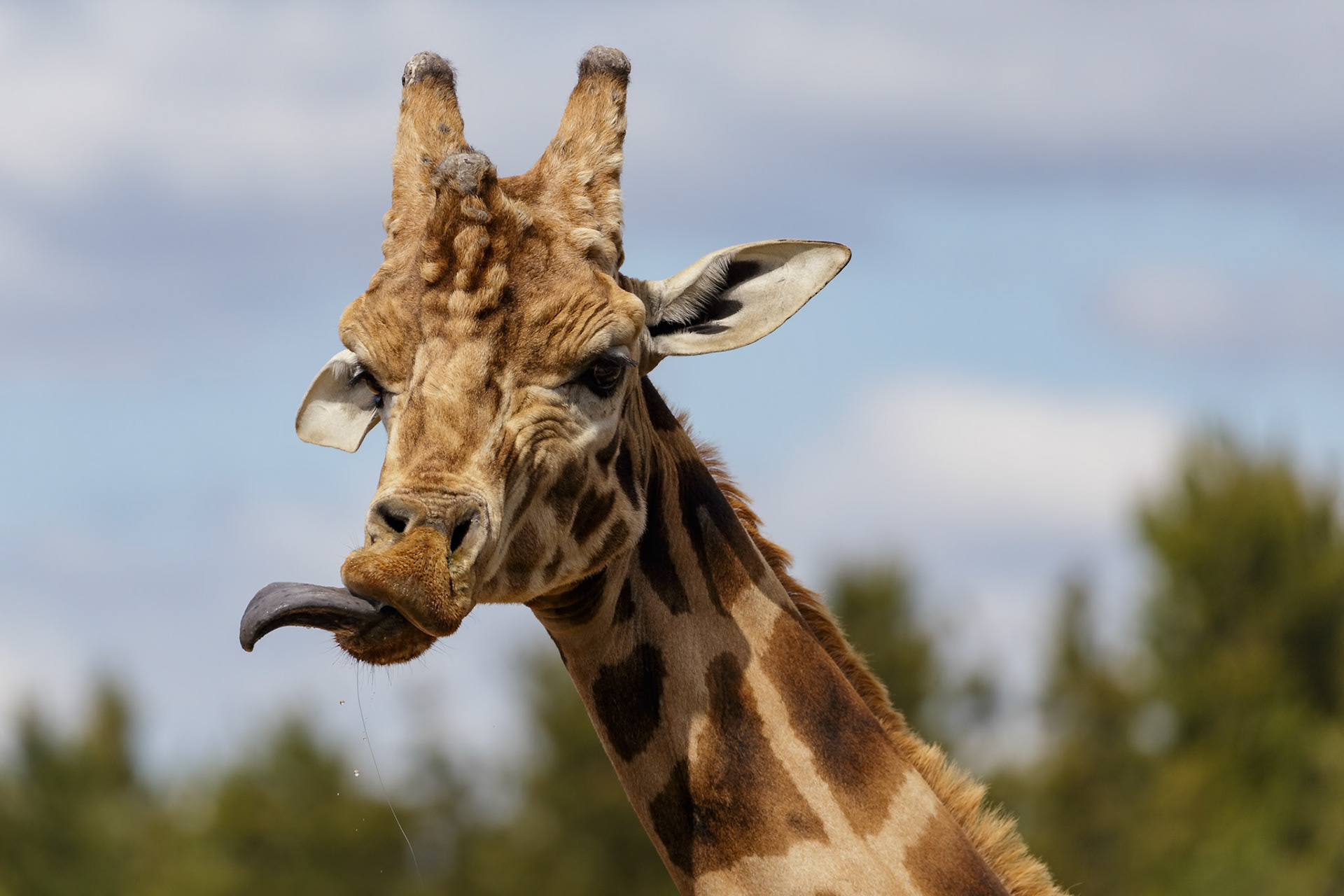 Giraffe at National Zoo &amp; Aquarium in Canberra, Australia