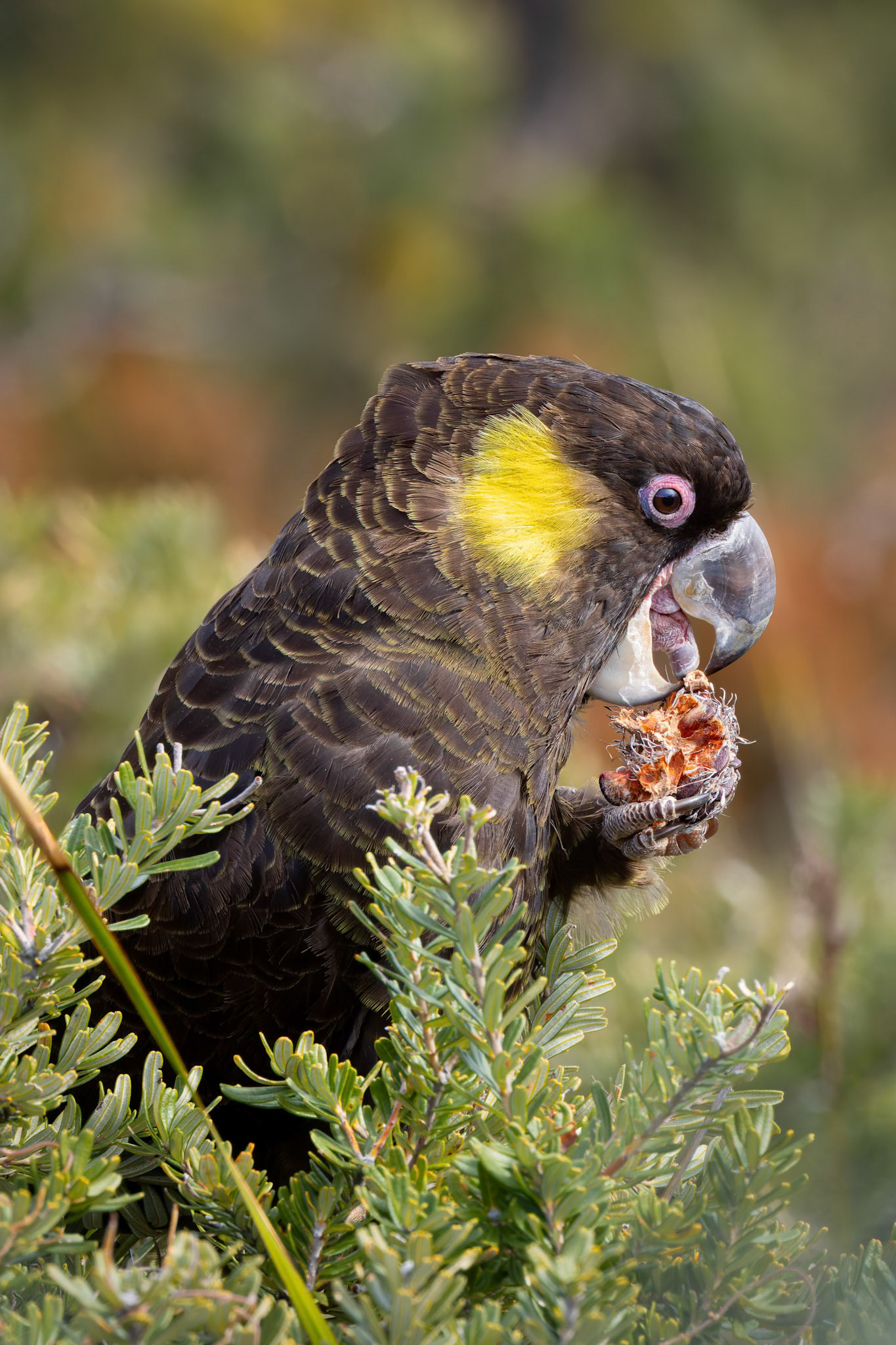 Yellow-tailed Black-Cockatoo at the Cape Bruny Lighthouse on Bruny Island of the coast of Tasmania, Australia