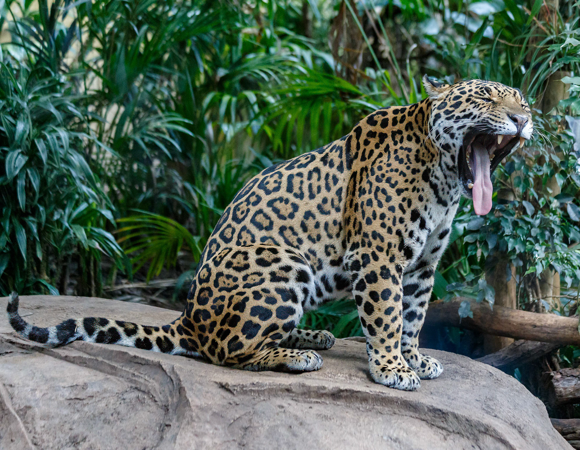 Jaguar at the Chester Zoo, England