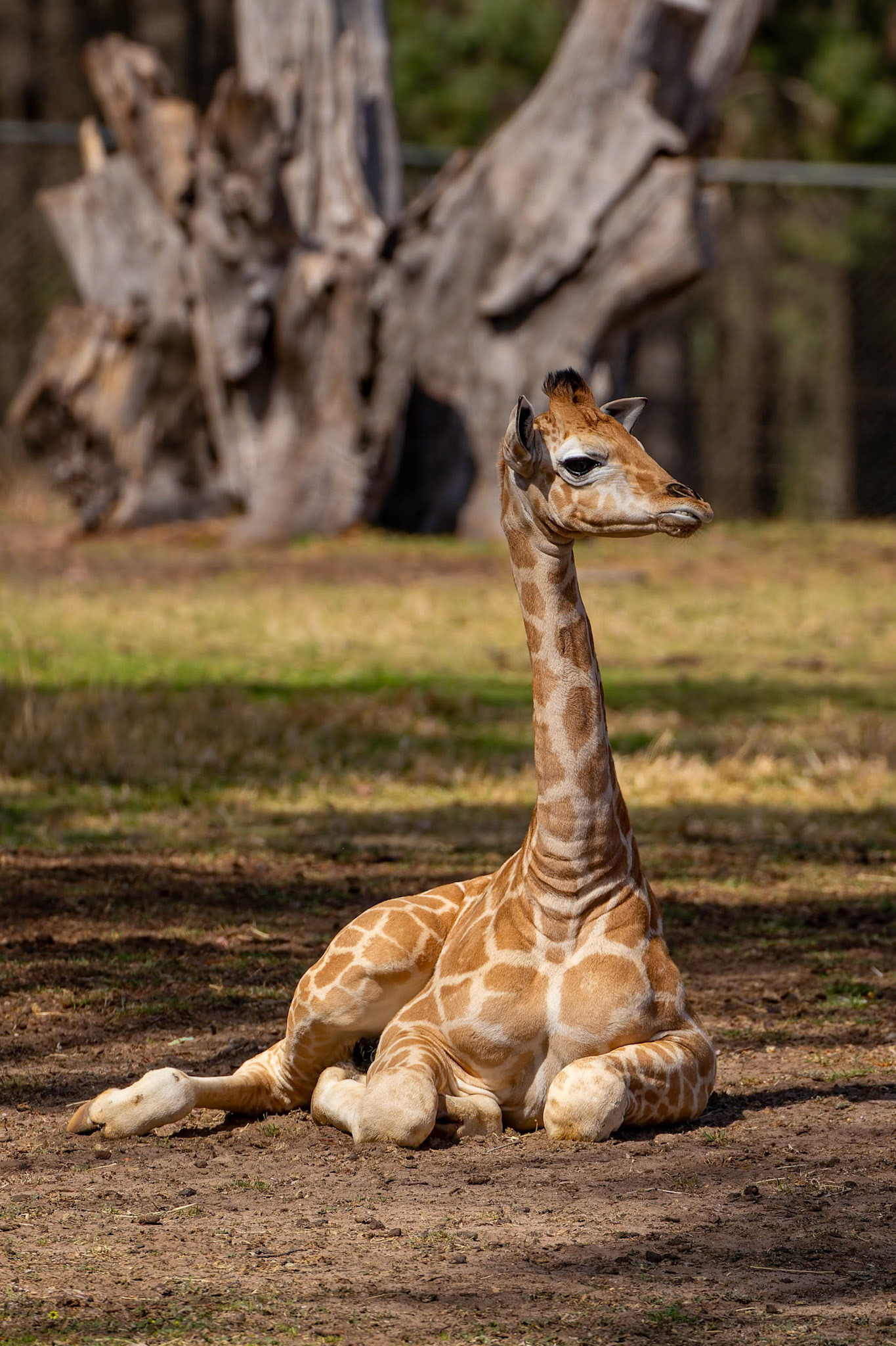 Giraffe at Dubbo Zoo in Dubbo, Australia