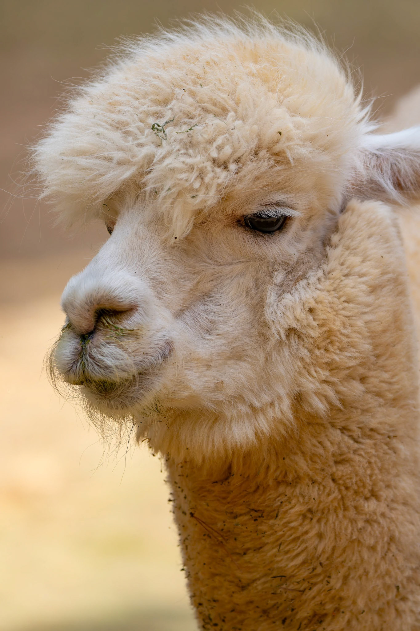 Alpaca at National Zoo &amp; Aquarium in Canberra, Australia