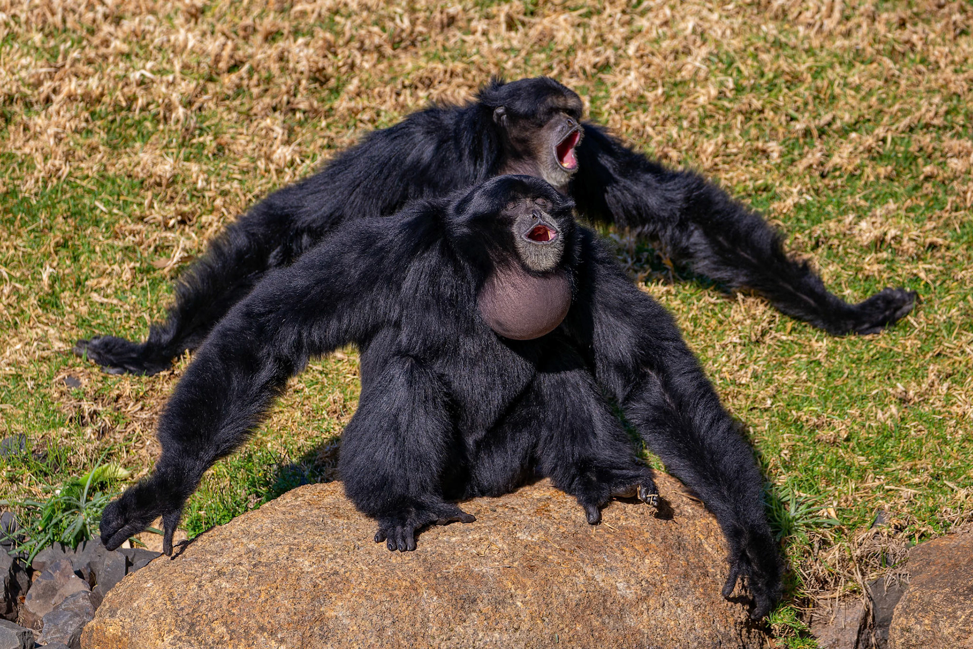 Siamang Ape at Dubbo Zoo in Dubbo, Australia