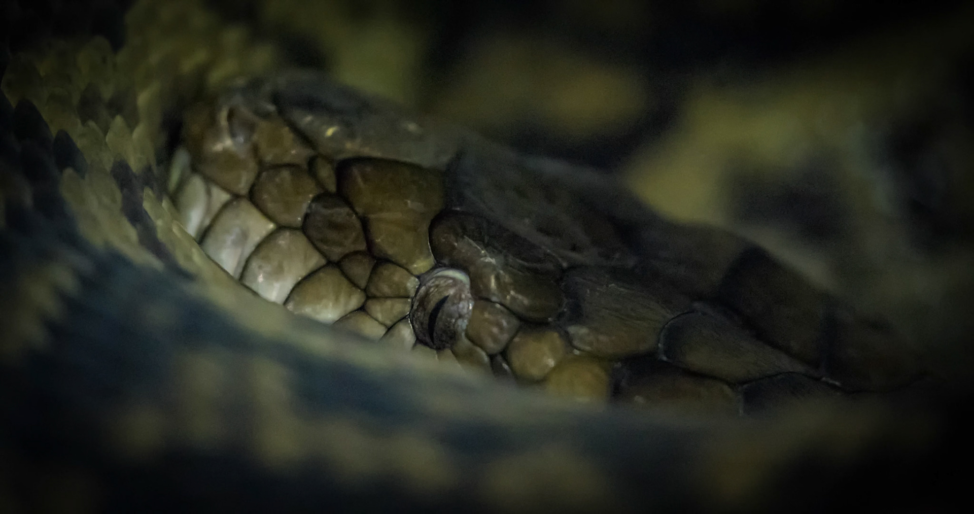 Carpet Python at Healesville Sanctuary in Healesville, Australia