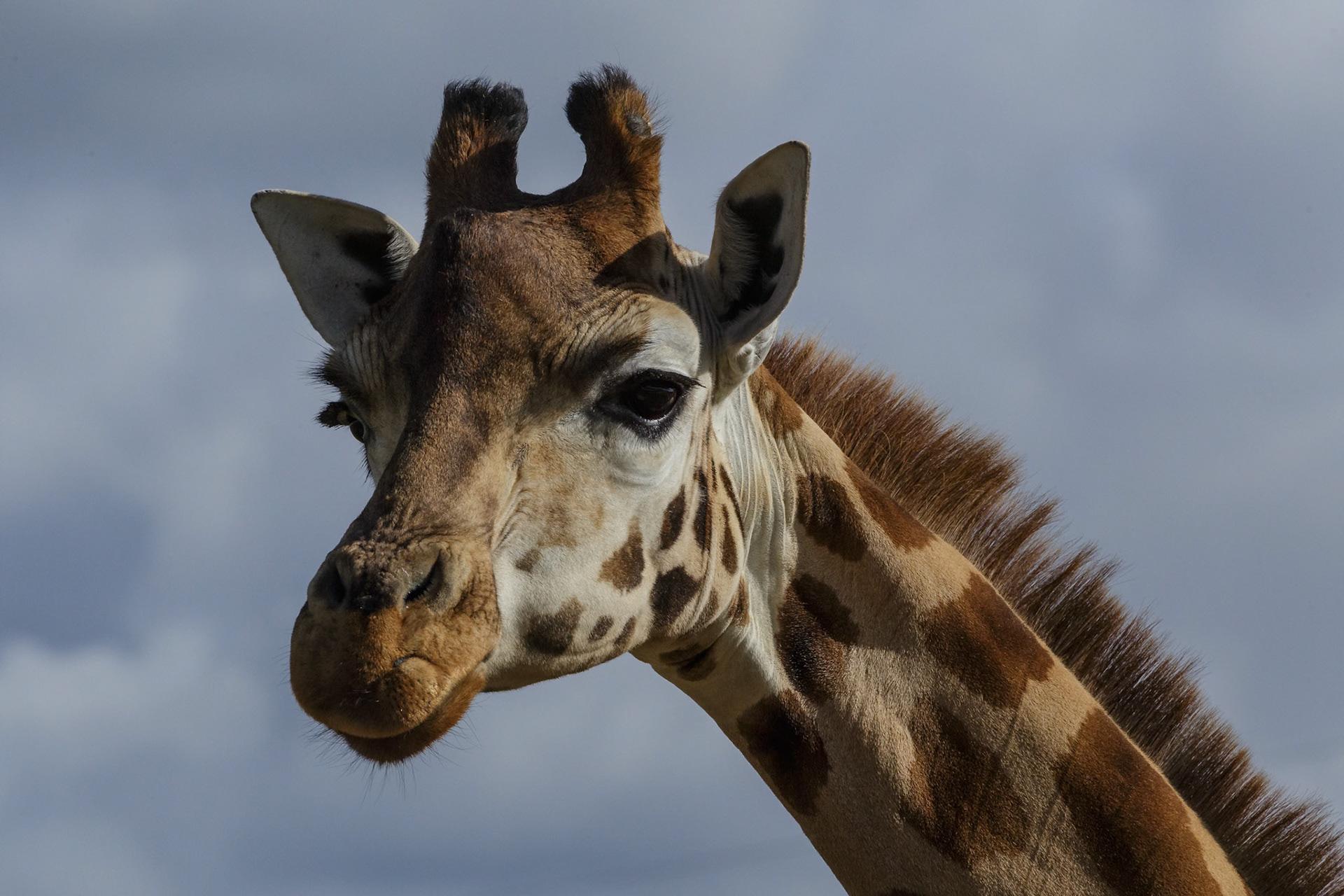 Giraffe at the Monarto Zoo, South Australia, Australia