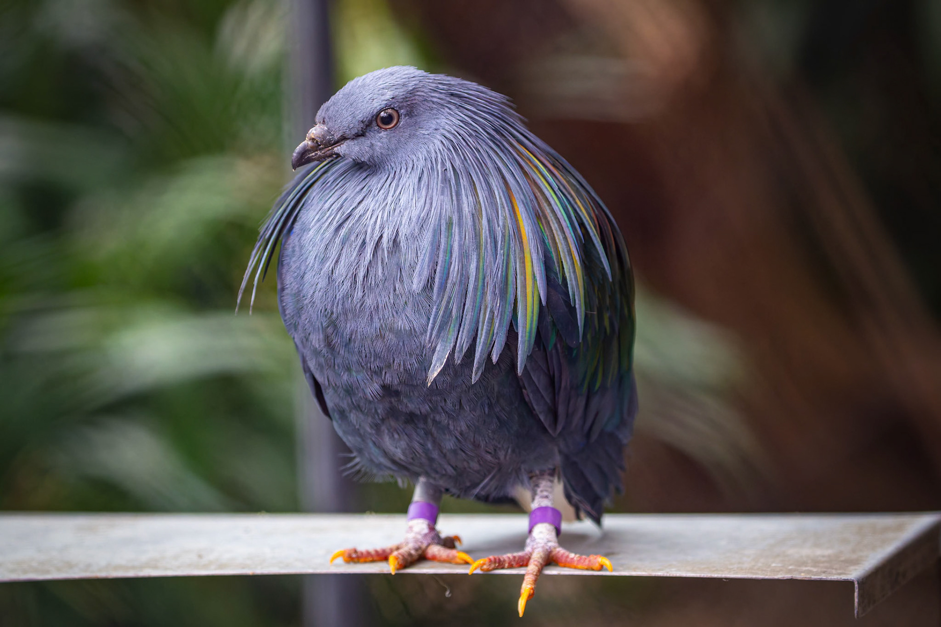 Nicobar Pigeon at the Adelaide Zoo, South Australia, Australia