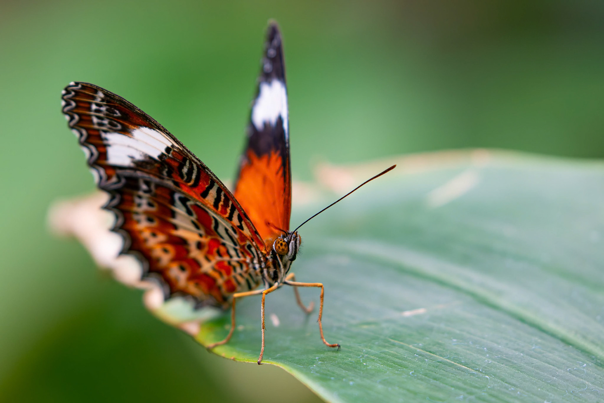 A butterfly in Butterfly House at the Melbourne Zoo in Melbourne, Australia