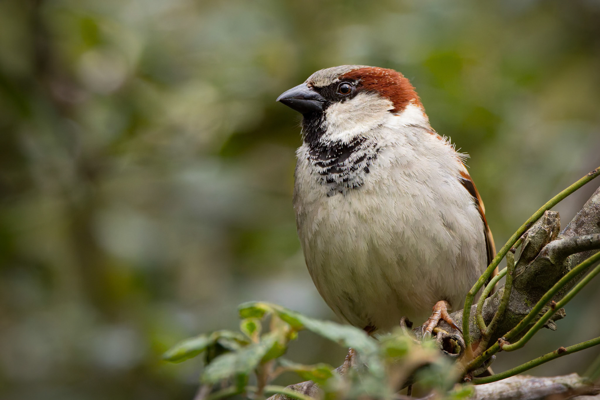 House Sparrow at Catract Gorge outside of Launceston in Tasmania, Australia