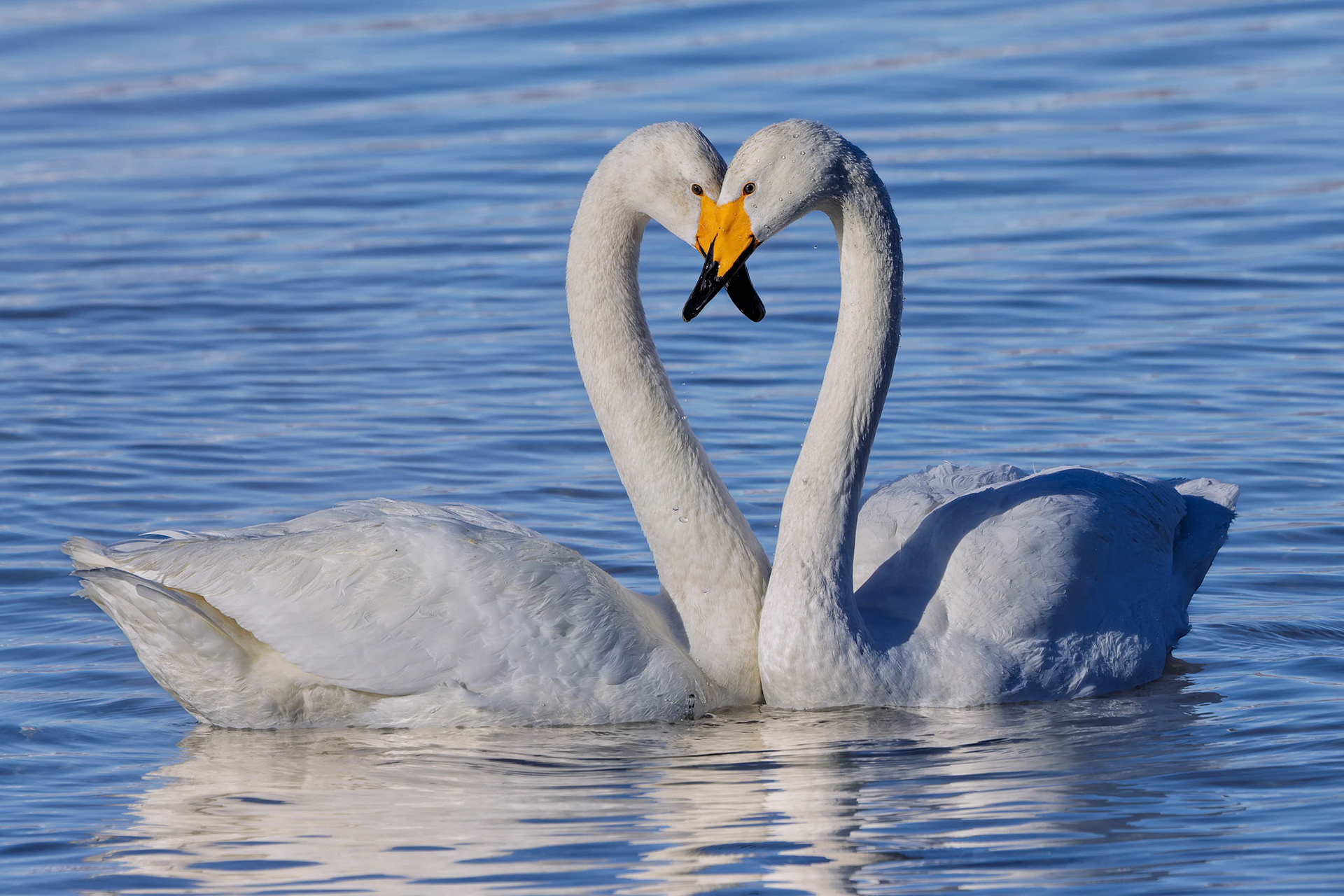 A pair of Whooper swans at the Lake Kussharo in Akan National Park, on the island of Hokkaido, Japan