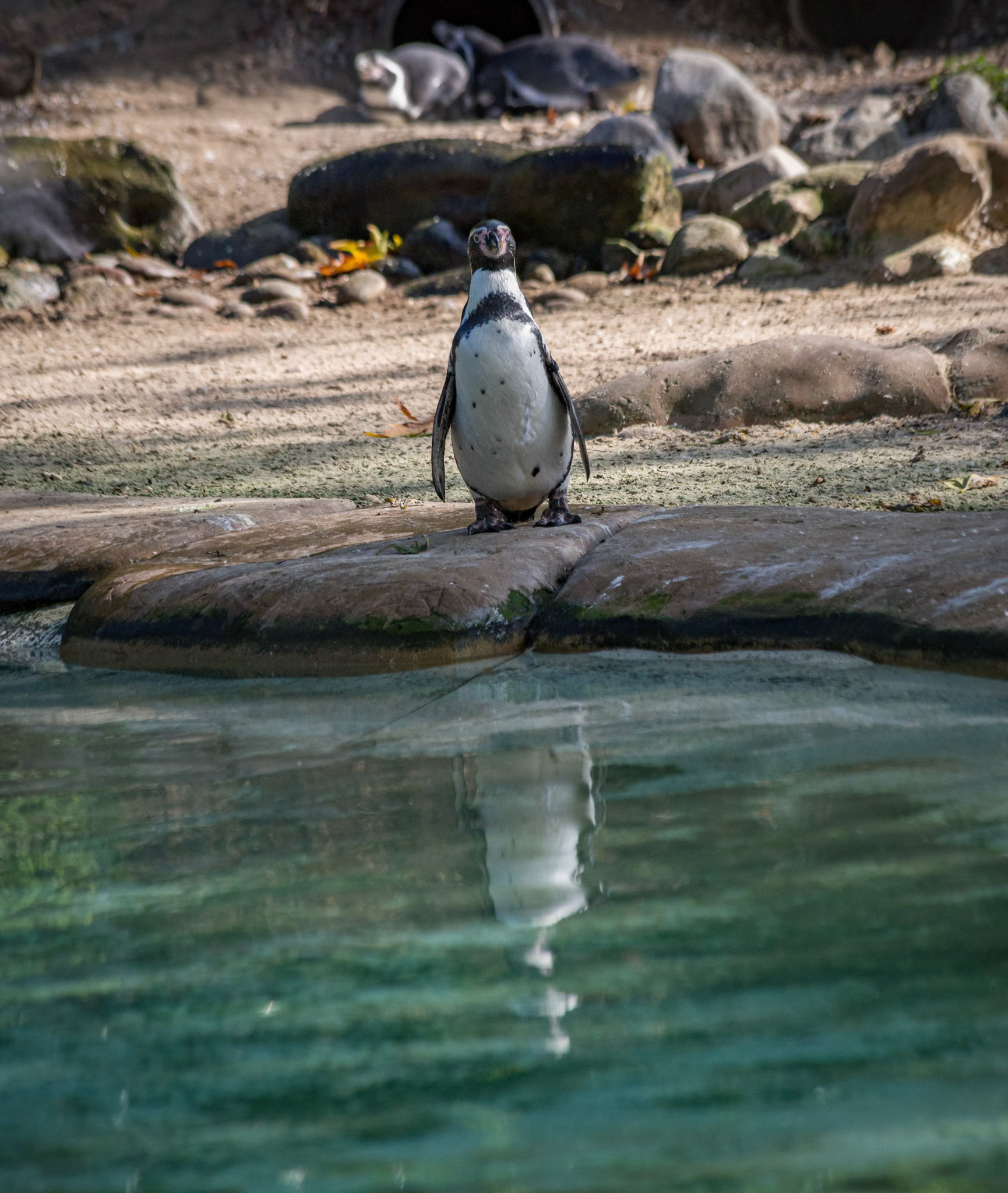 Humboldt Penguin at the London ZSL, England