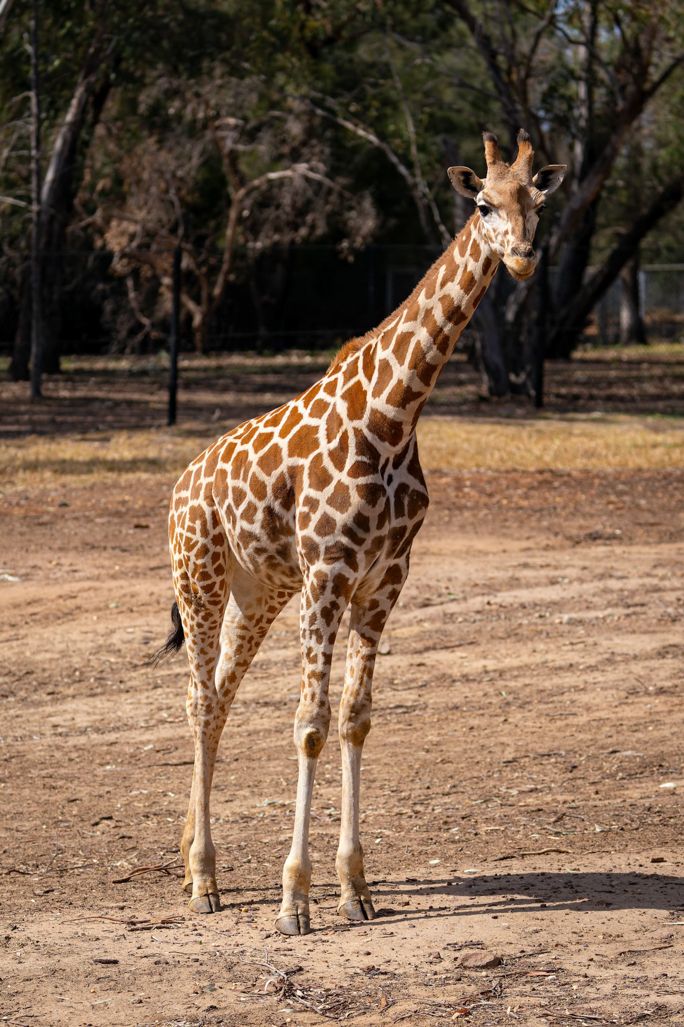 Giraffe at Dubbo Zoo in Dubbo, Australia