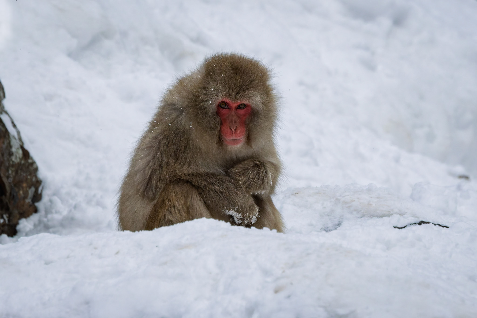 Japanese Macaque (Snow Monkey) at Jigokudani Yaen-Koen, Japan