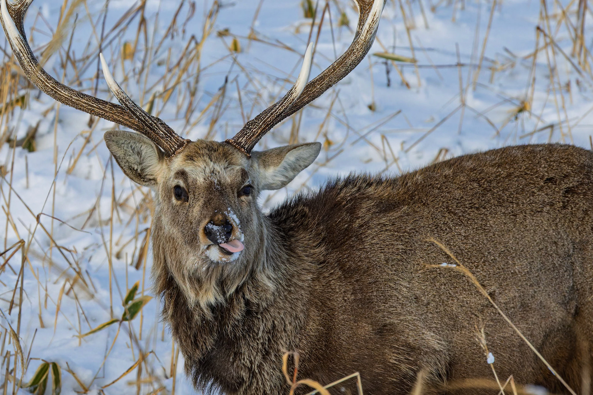 Yezo sika deer at Notsuke Peninsula, on the island of Hokkaido, Japan
