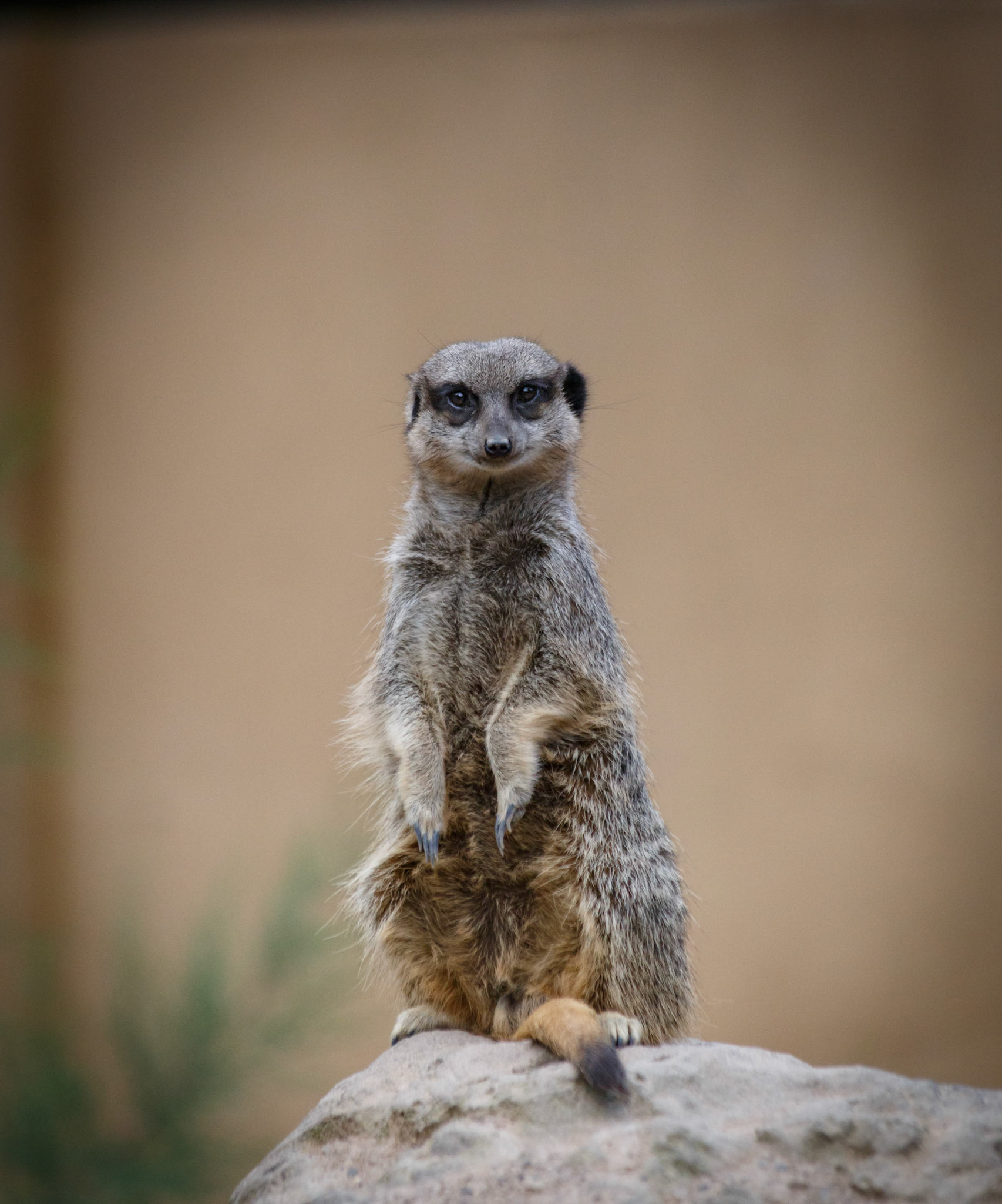 Meerkat at the London ZSL