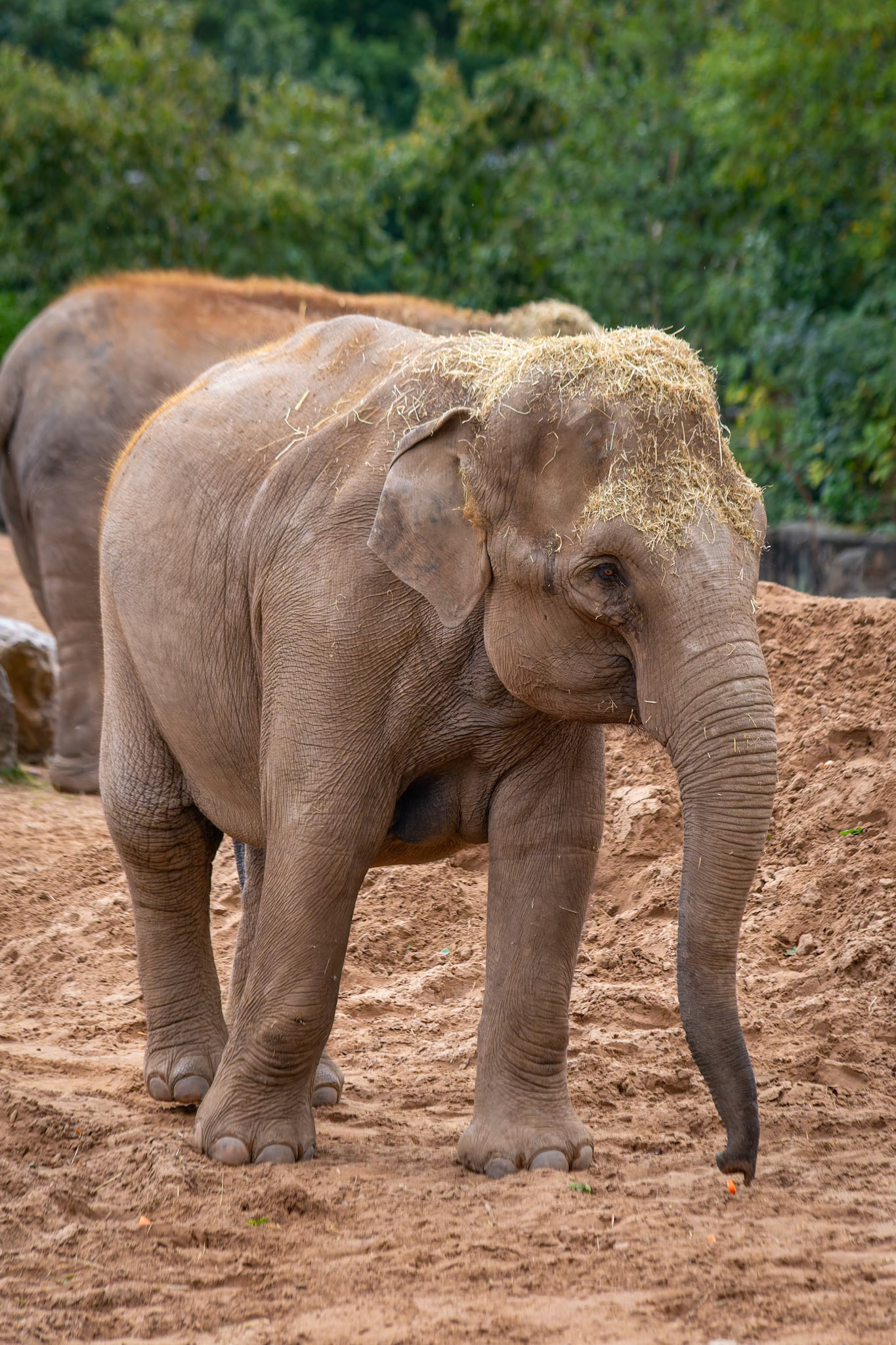 Asian Elephant at the Chester Zoo, England
