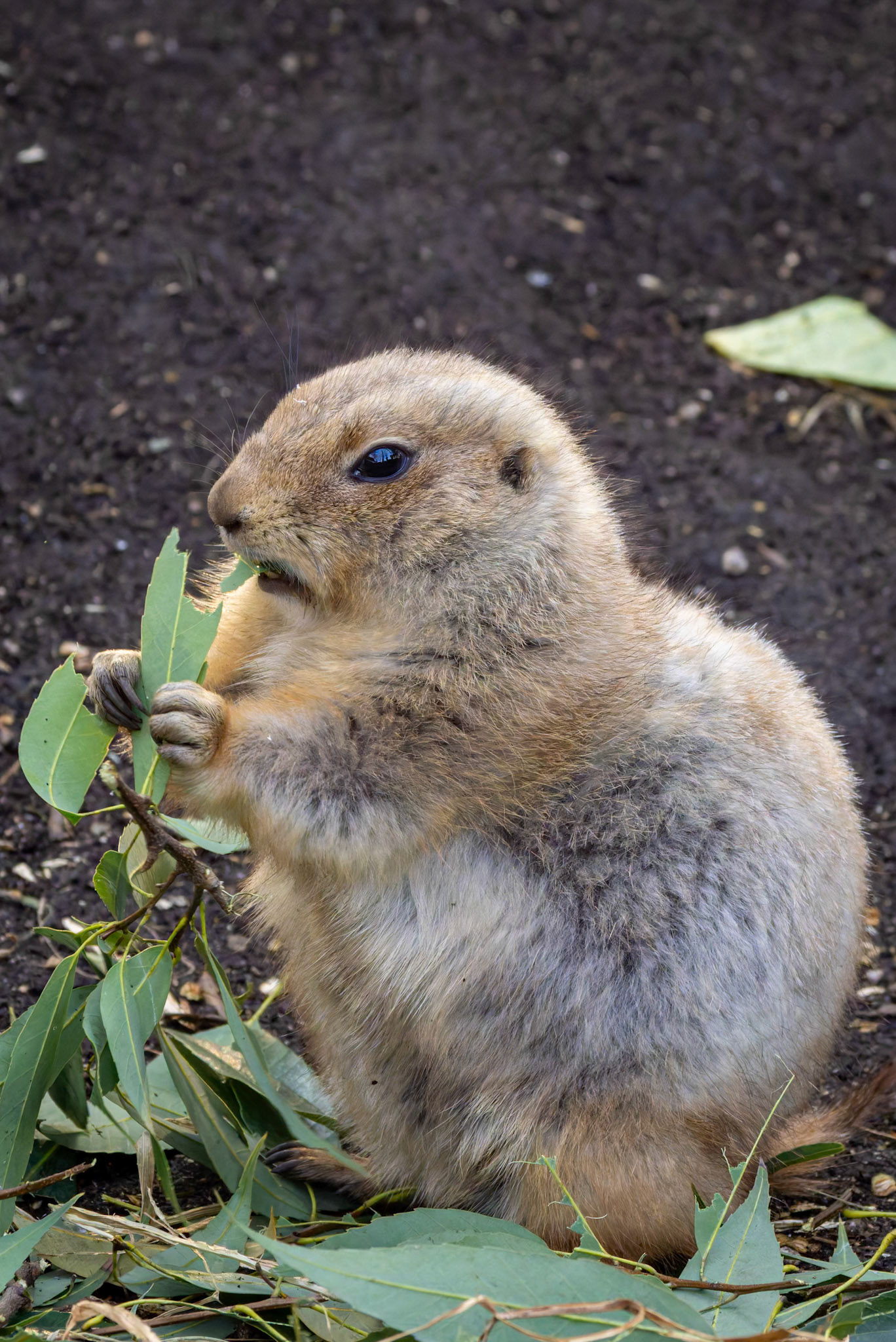 Prairie Dogs at Ueno Zoological Gardens in Tokyo, Japan