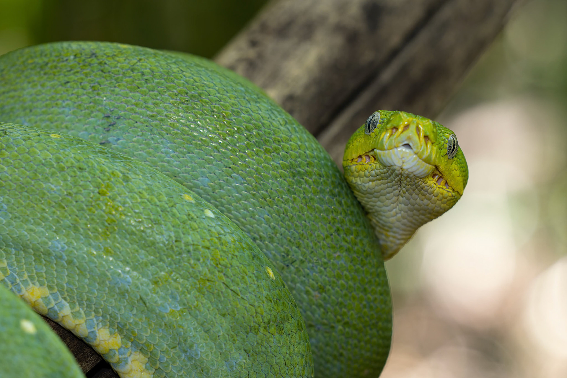 Green Tree Python at the Wildlife Photography workshop with Michael Snedic at Closeburn, Australia
