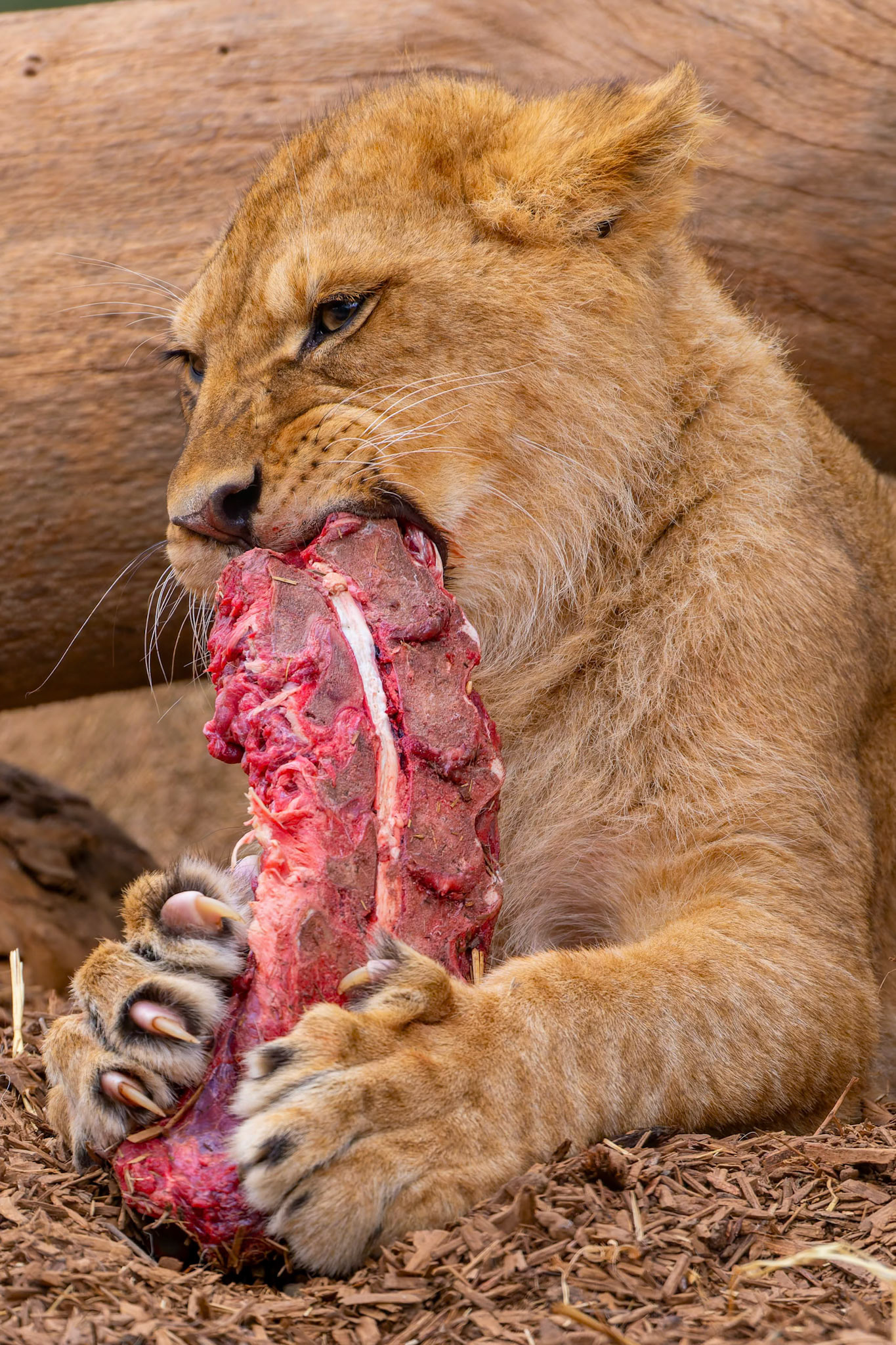 Lion eating at Werribee Open Range Zoo in Werribee South in Victoria, Australia