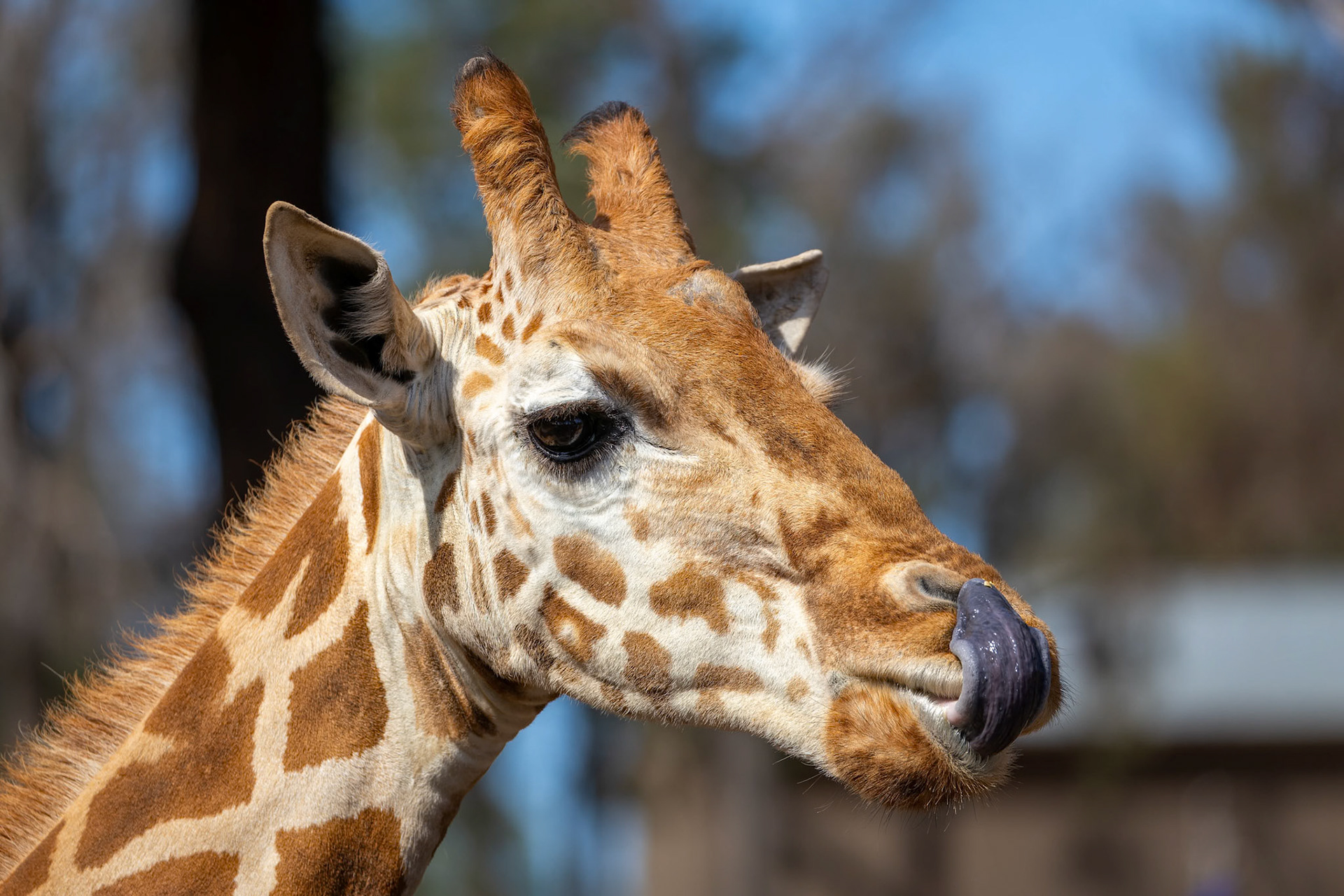 Giraffe at Dubbo Zoo in Dubbo, Australia