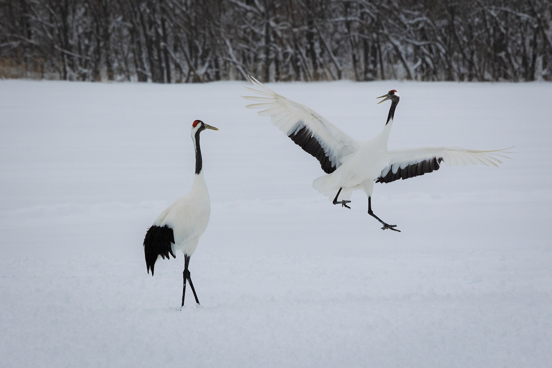 A pair of Red-Crowned Cranes at the Akan International Crane Center in Kushiro on the island of Hokkaido, Japan