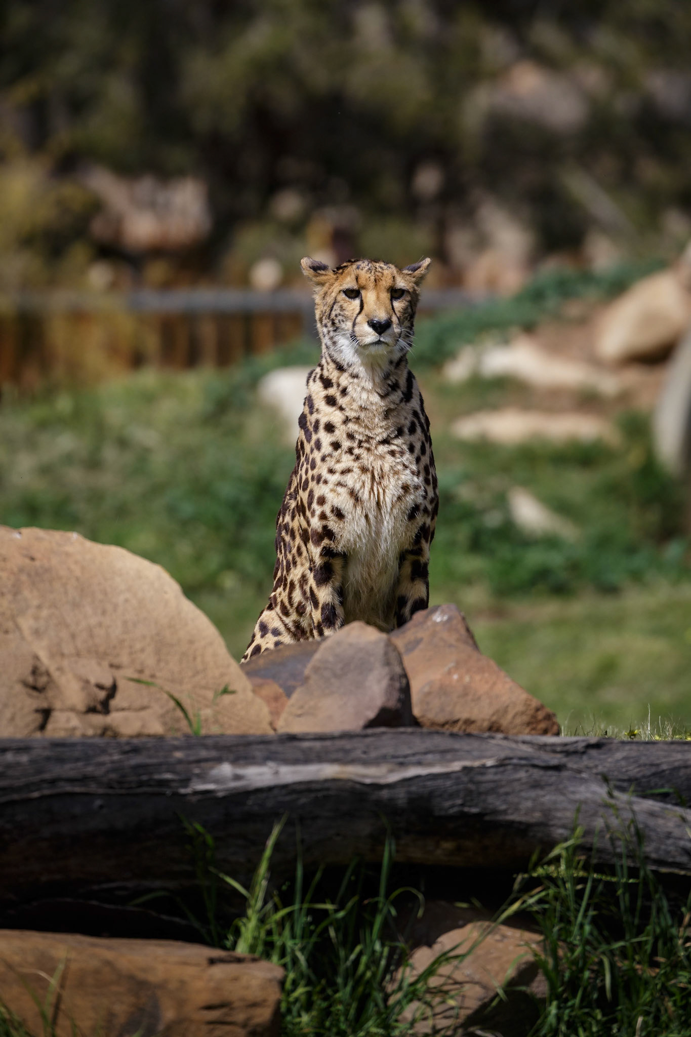 Cheetah at Dubbo Zoo in Dubbo, Australia
