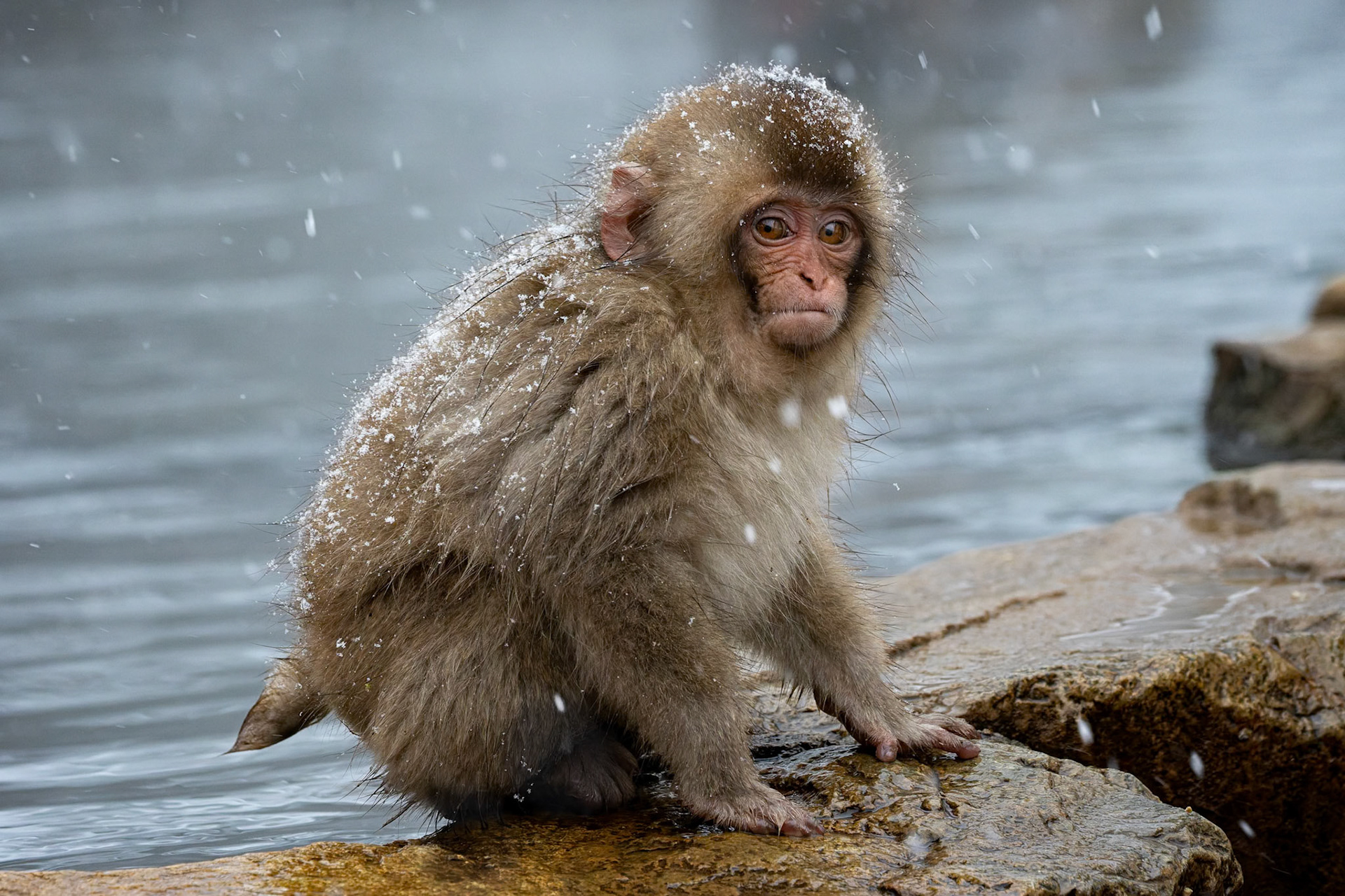 Japanese Macaque (Snow Monkey) at Jigokudani Yaen-Koen, Japan