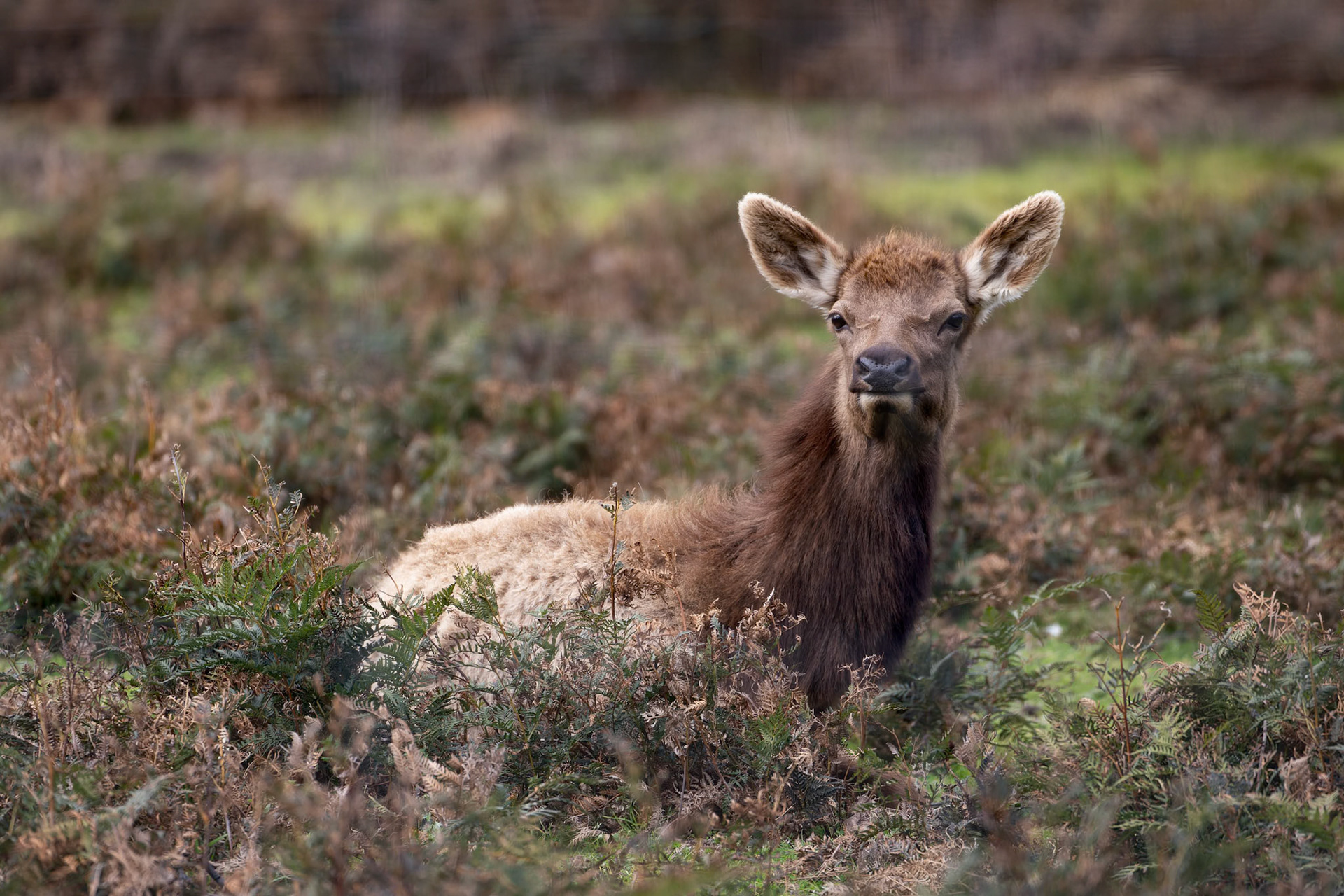 Elk at Halls Gap Zoo in Halls Gap Victoria, Australia