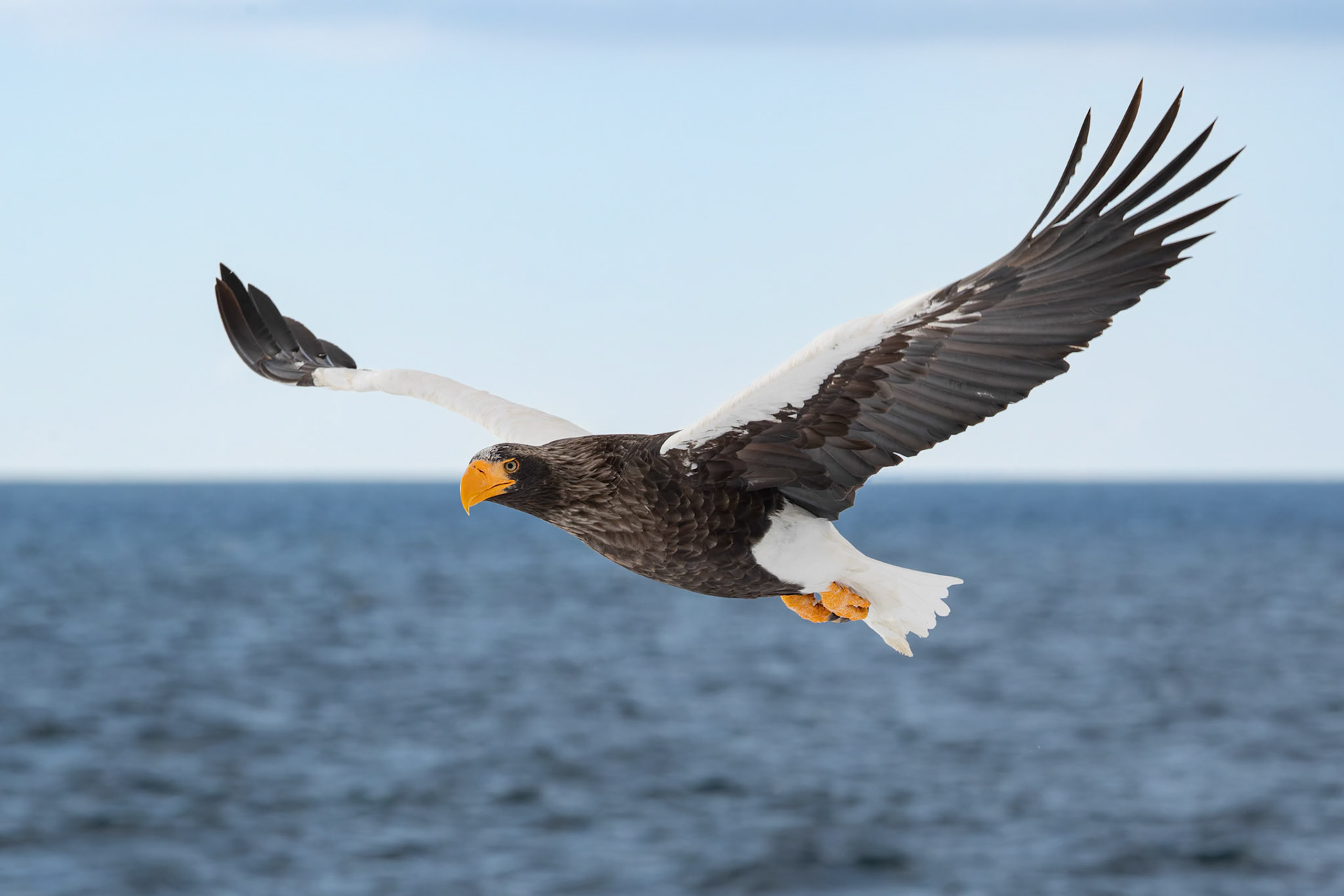 Stella Eagle searching for breakfast at Rausu Fishing Port on the Island of Hokkaido, Japan