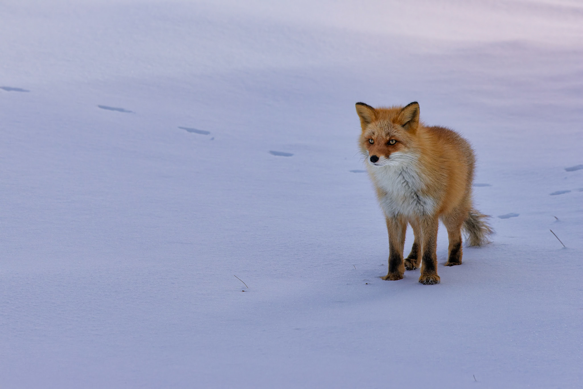 Red Fox at Notsuke Peninsula, on the island of Hokkaido, Japan