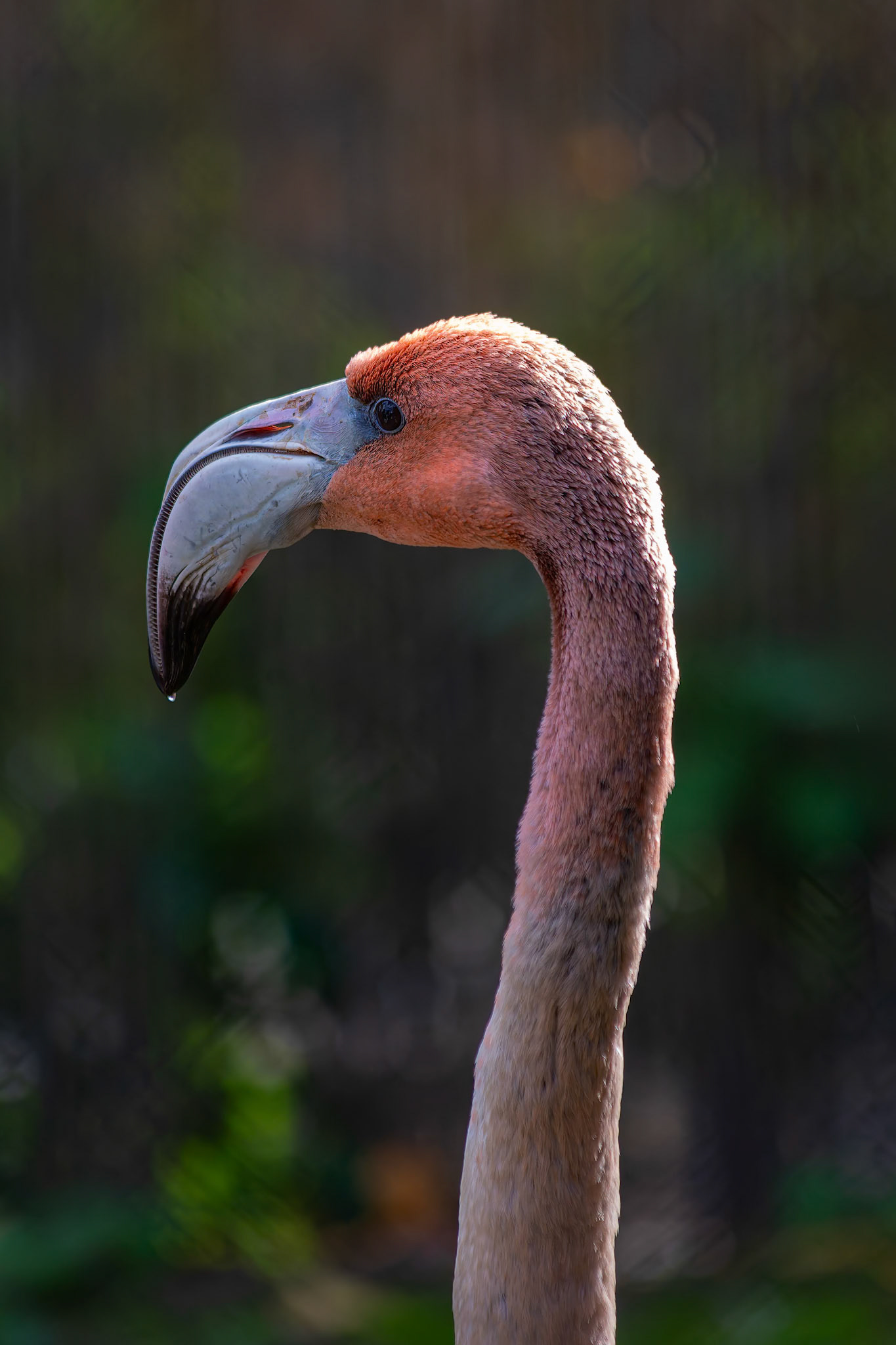 Chilean Flamingo at the Chester Zoo, England